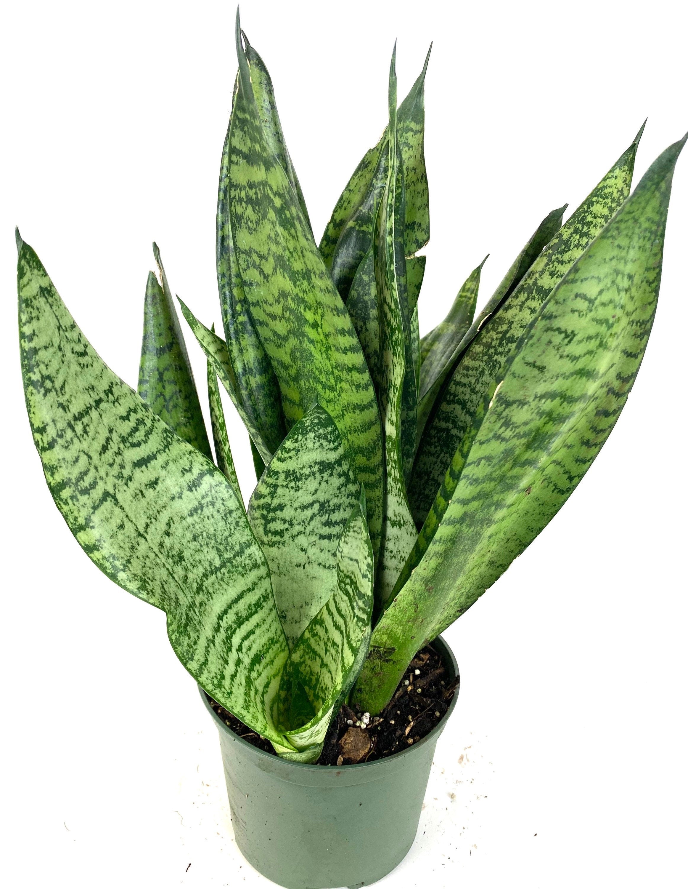 Sansevieria Robusta, Snake Plant