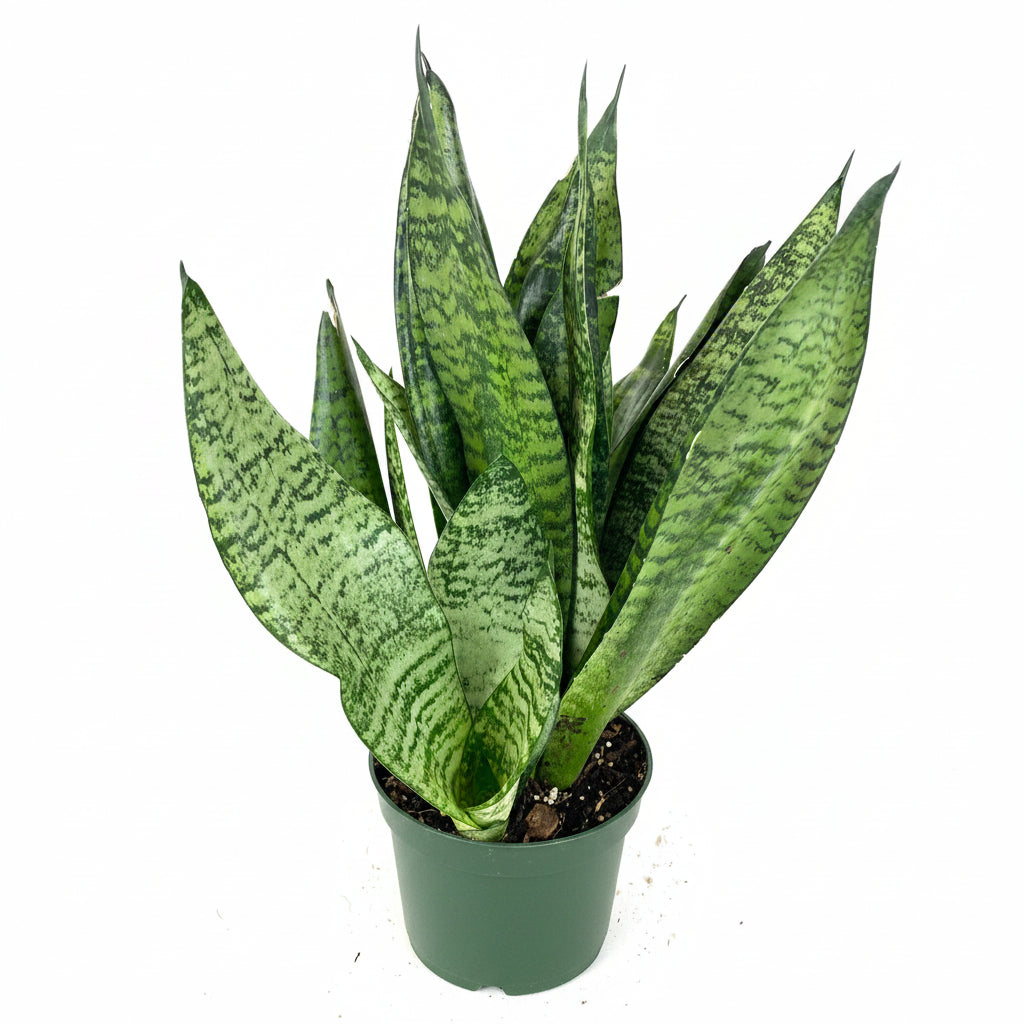 Sansevieria Robusta, Snake Plant in 6n pot