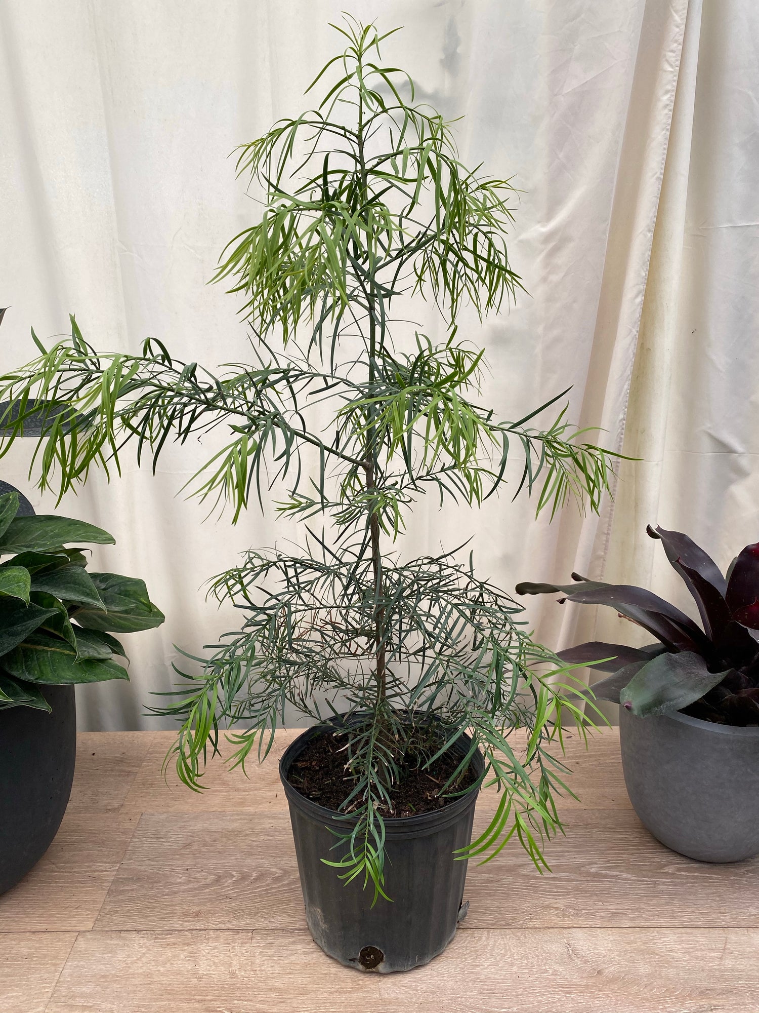 Podocarpus Glacillor Tree, Fern Pine Weeping in a pot