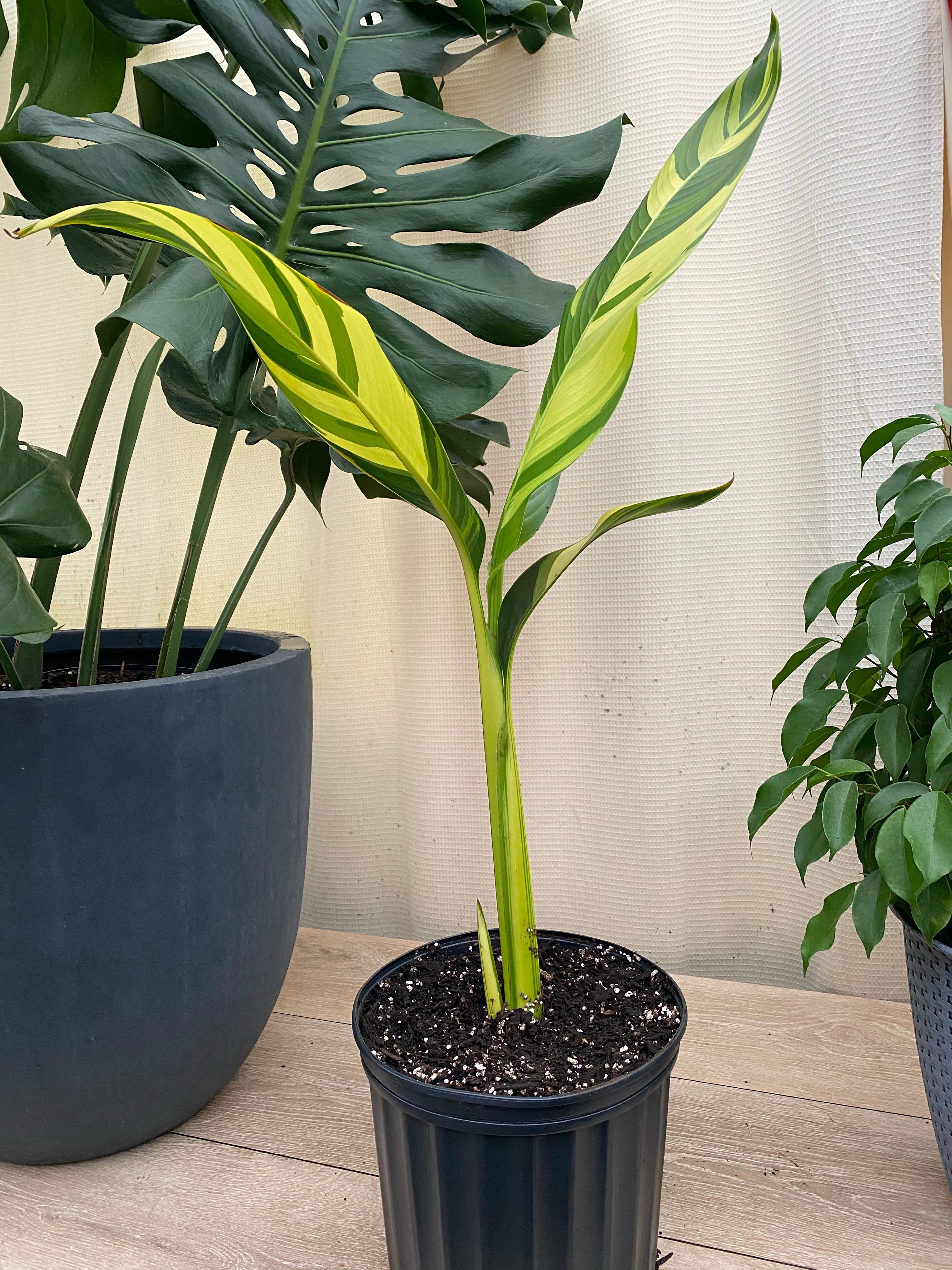 front view of False Variegated Bird of Paradise Tree, Rare and Exotic in a black pot