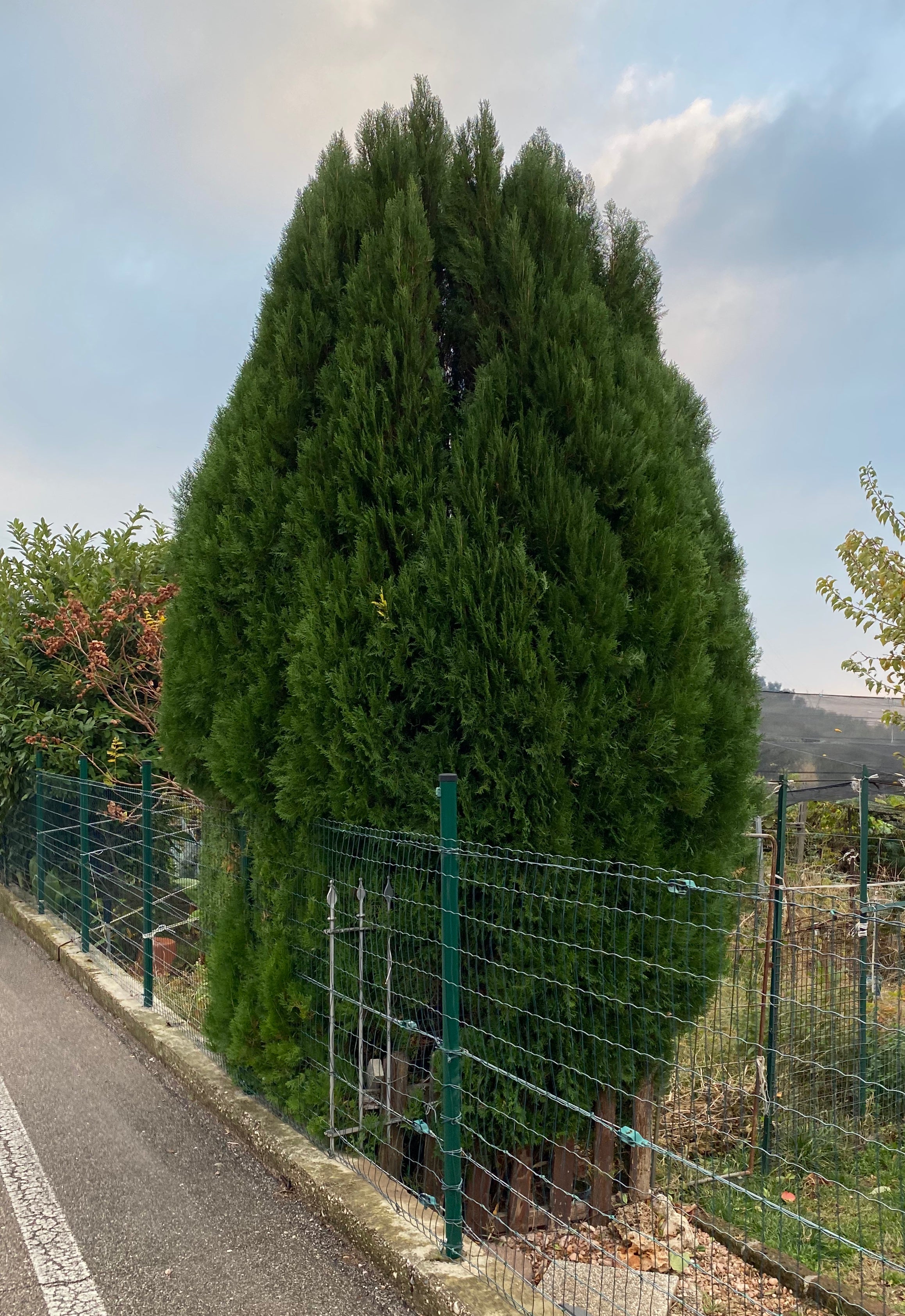 Emerald Green Arborvitae Occidentalis