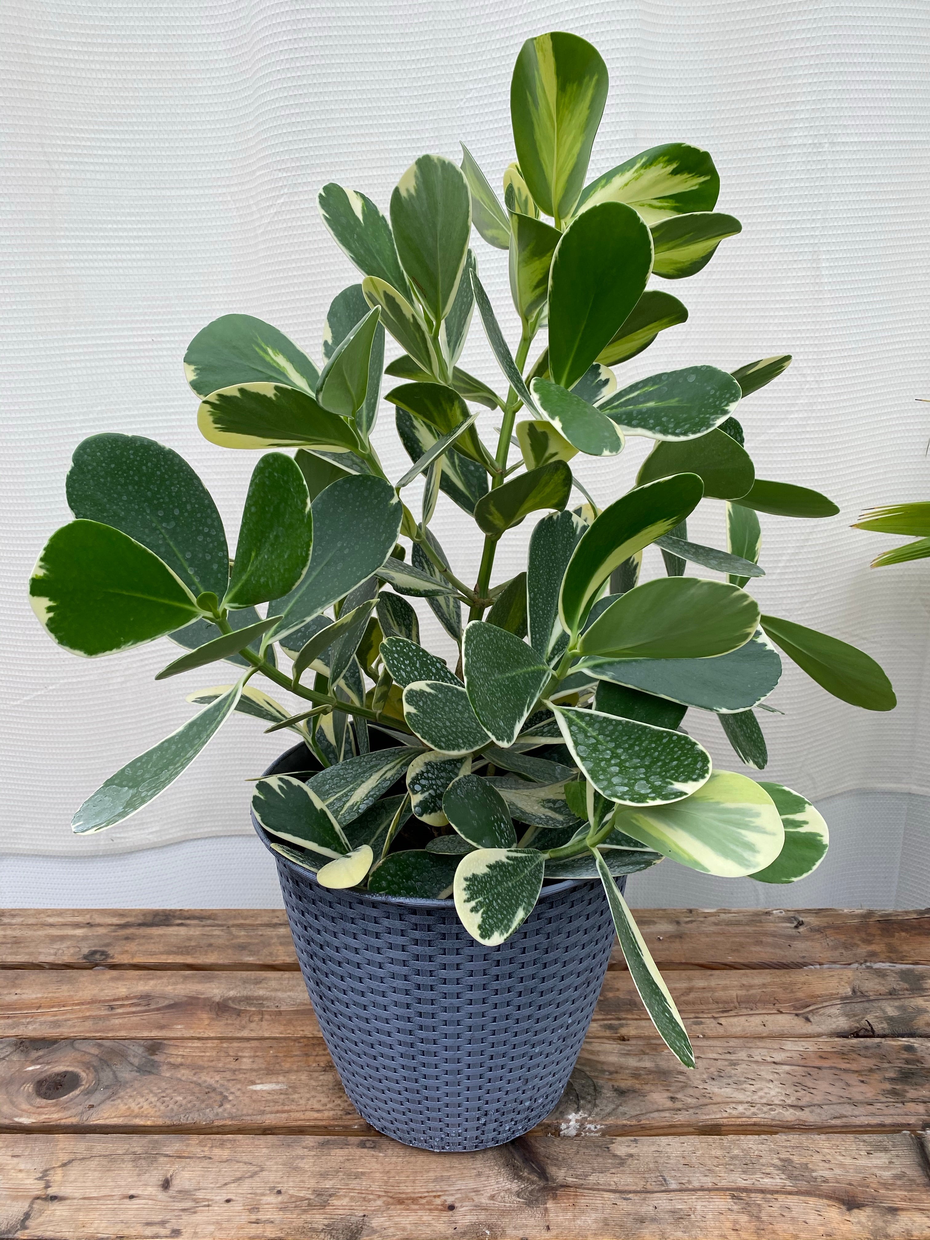 leaves of Clusia Guttifera Bush, Variegata Best Privacy Hedge Tree