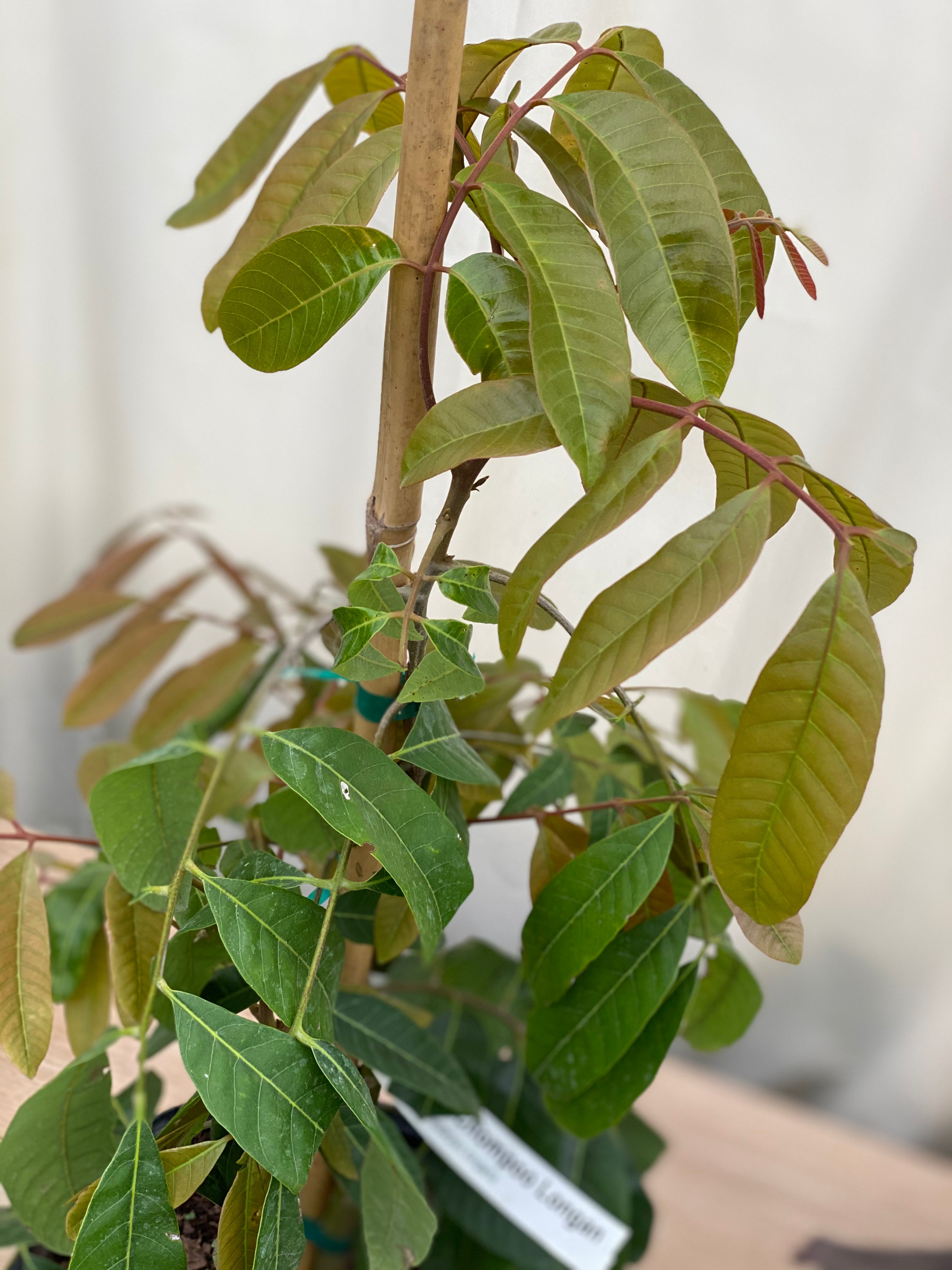 Longan Fruit Tree, Sri Chompoo