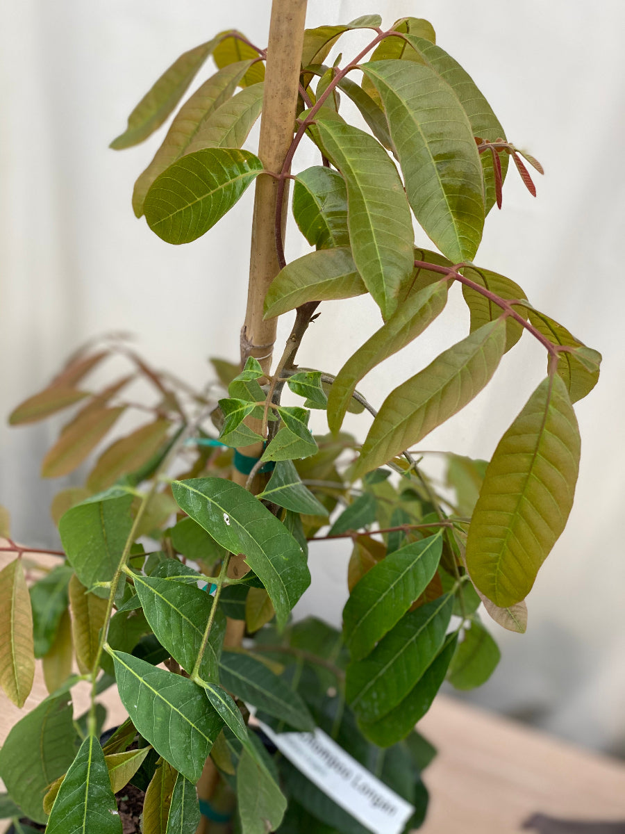 A young, potted Sri Chompoo Longan Fruit Tree featuring elongated, dark green leaves