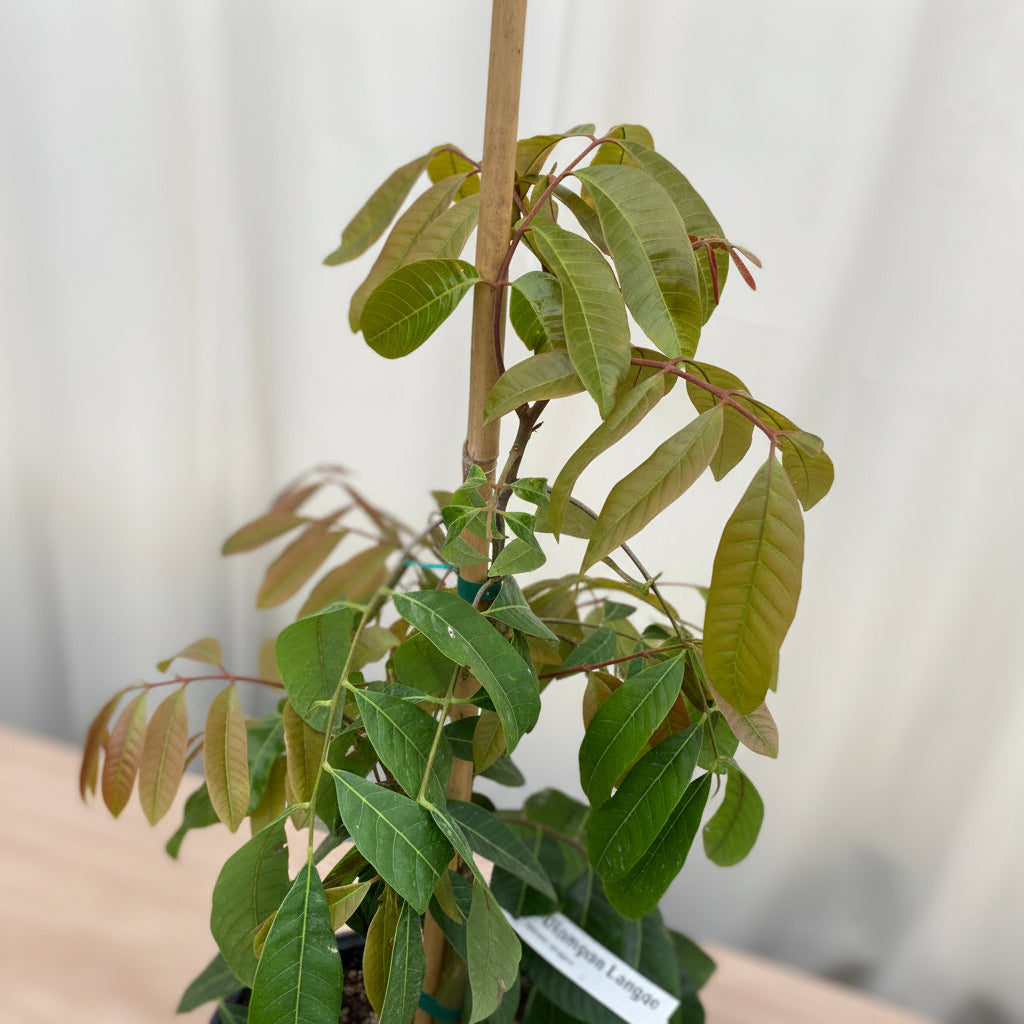 A young, potted Sri Chompoo Longan Fruit Tree featuring elongated, dark green leaves