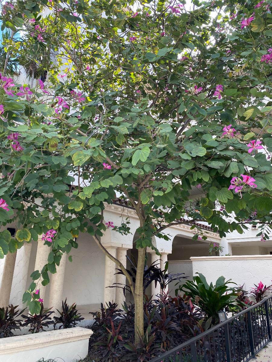 Vibrant pink-purple flowers blooming on a Hong Kong Orchid tree