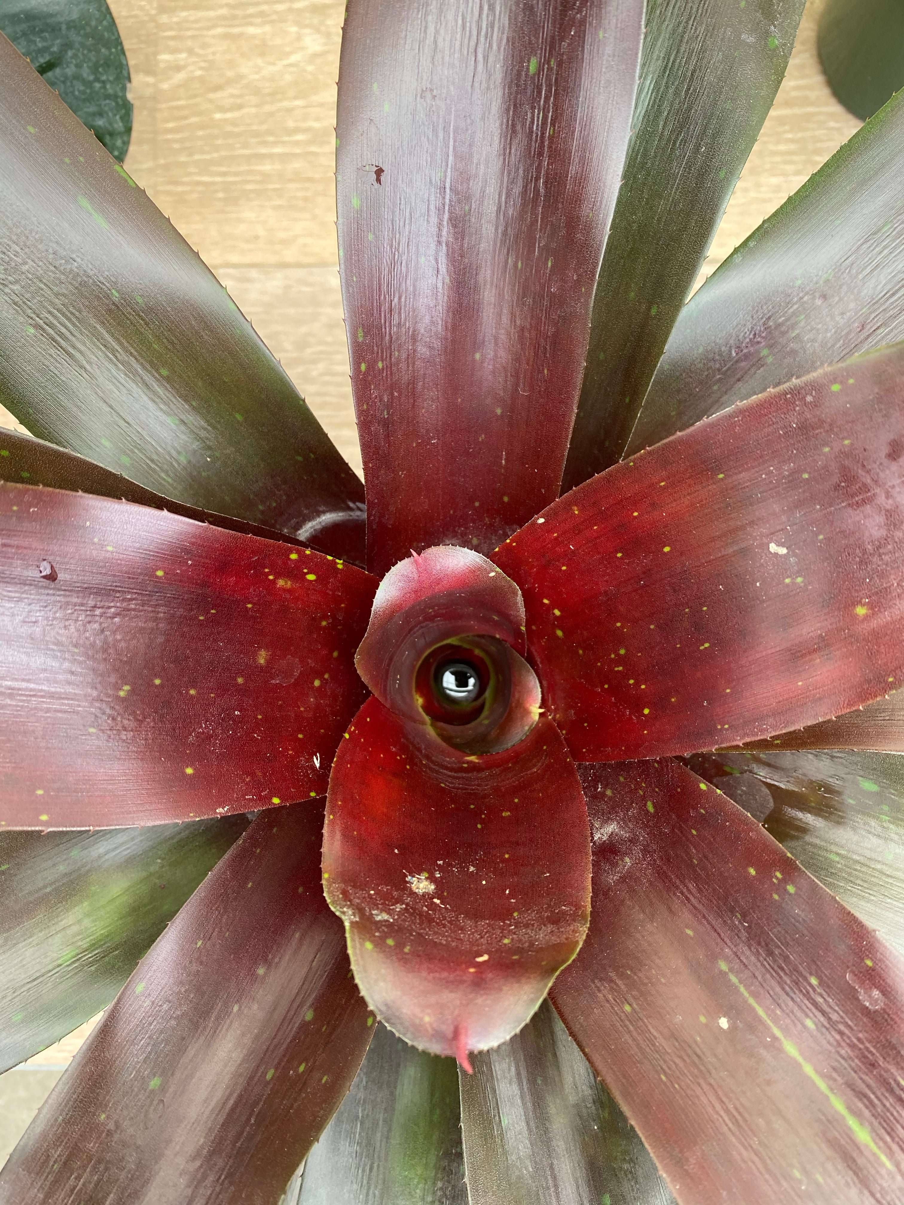 Bromeliad, Neoregelia Royal Burgundy