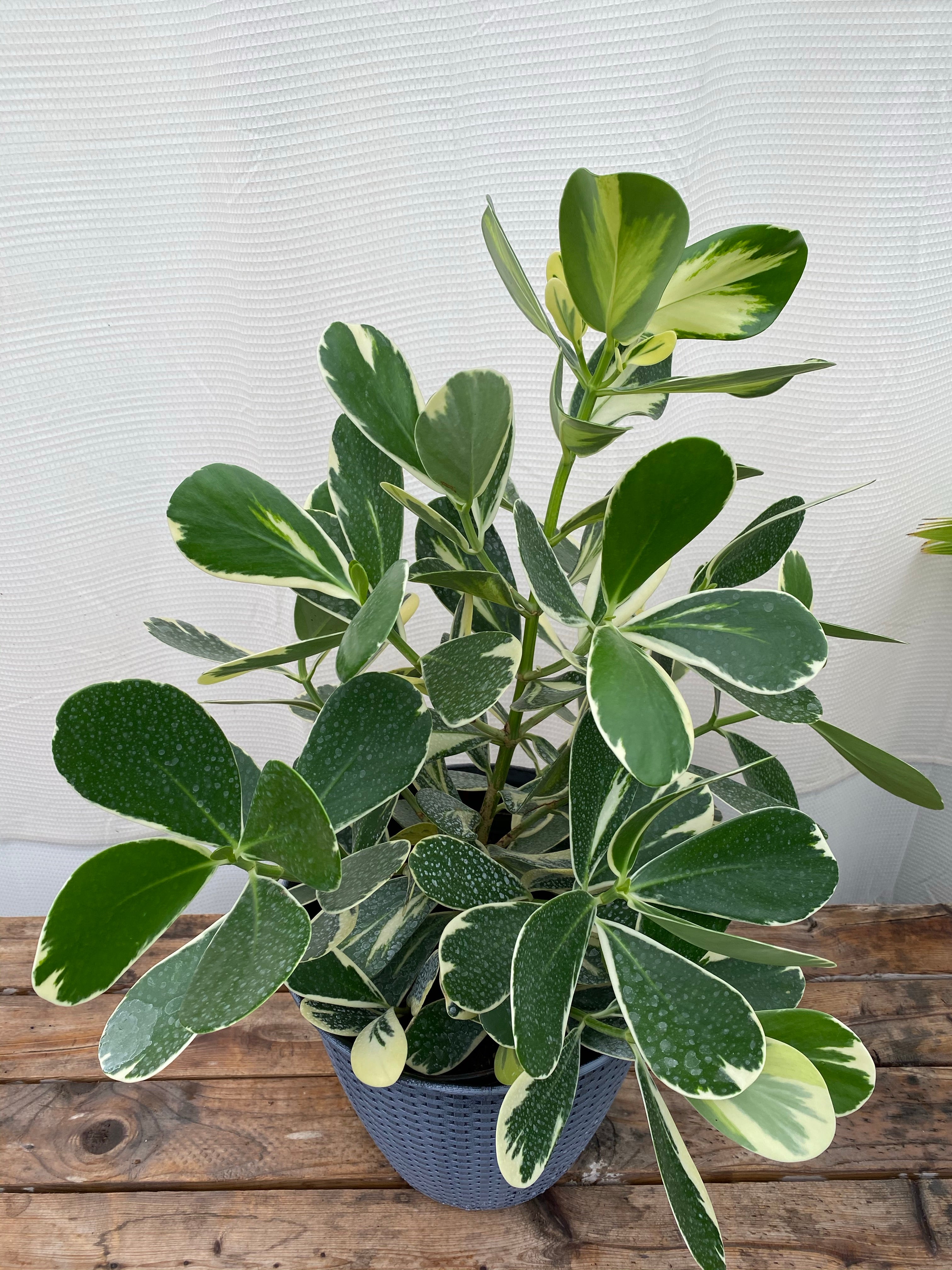 Clusia Guttifera Bush, Variegata Best Privacy Hedge Tree