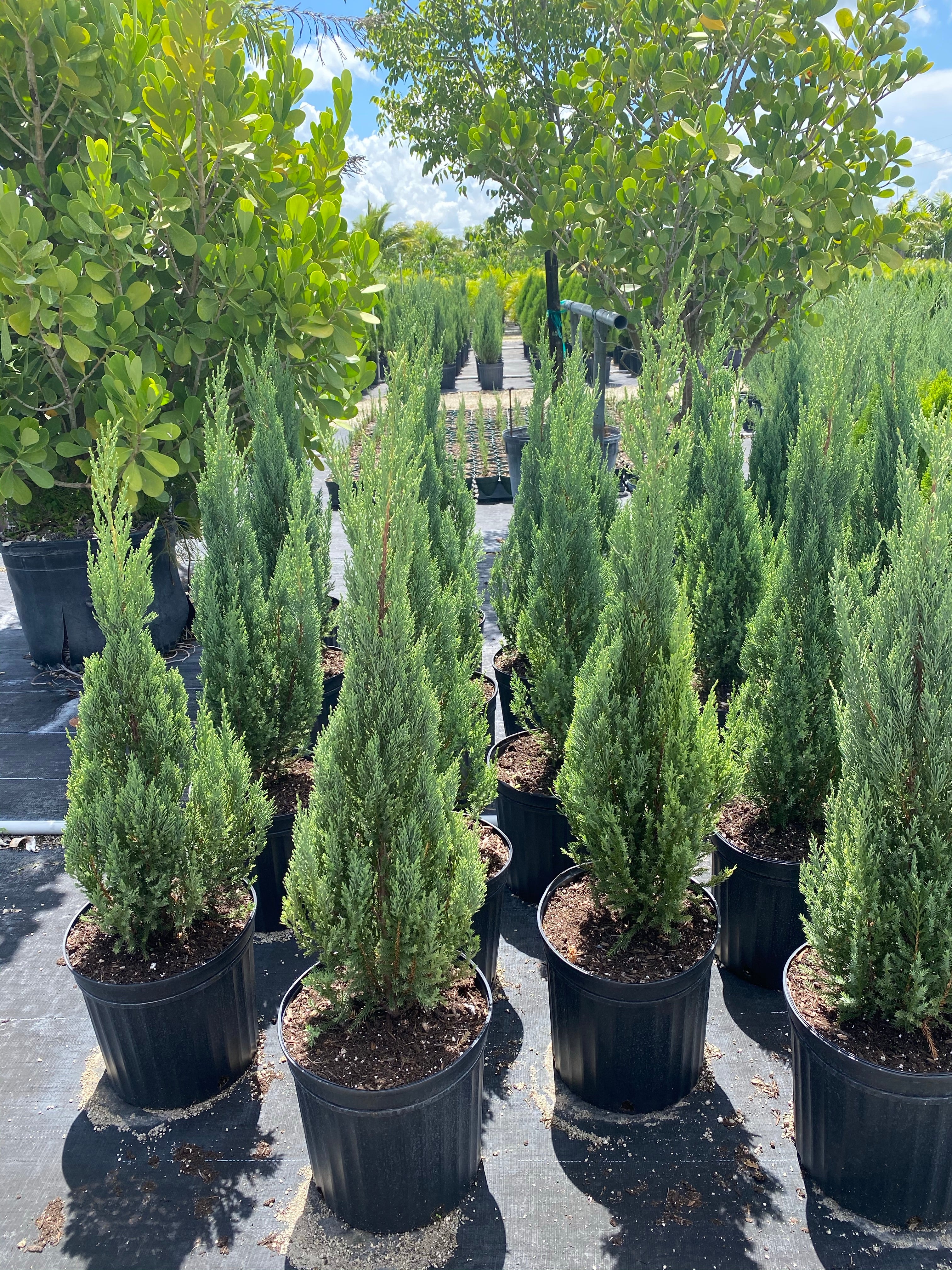 Blue Point Juniper, Juniperus Chinensis