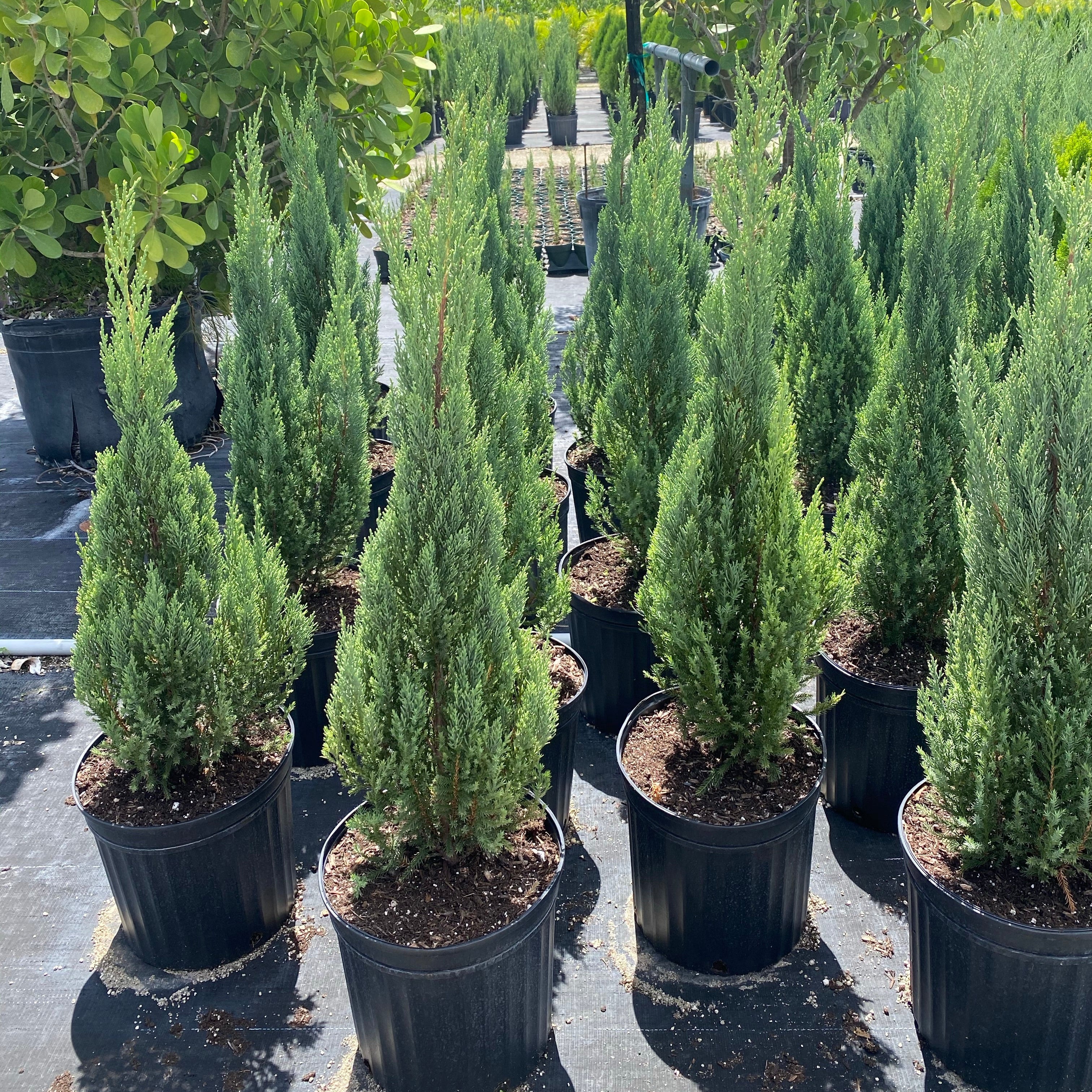 Blue Point Juniper, Juniperus Chinensis, Nursery Pot 5gal