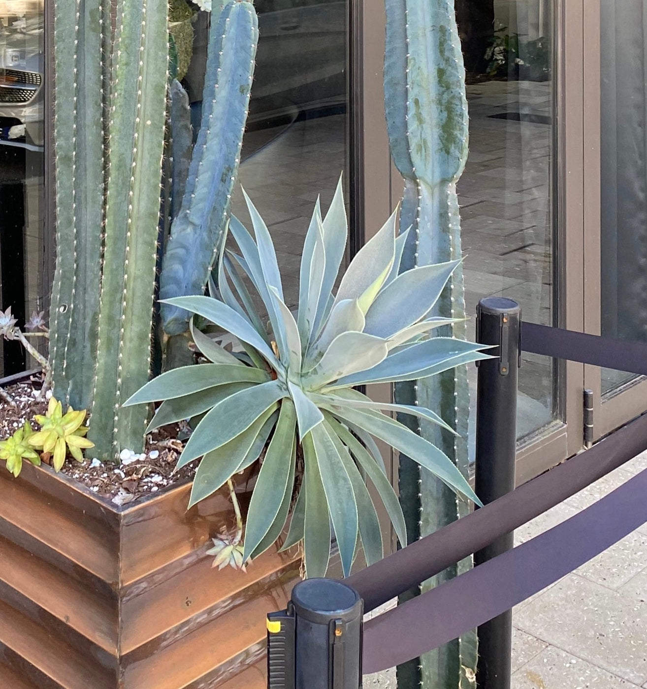 Agave Blue Fantastic, Agave Attenuata