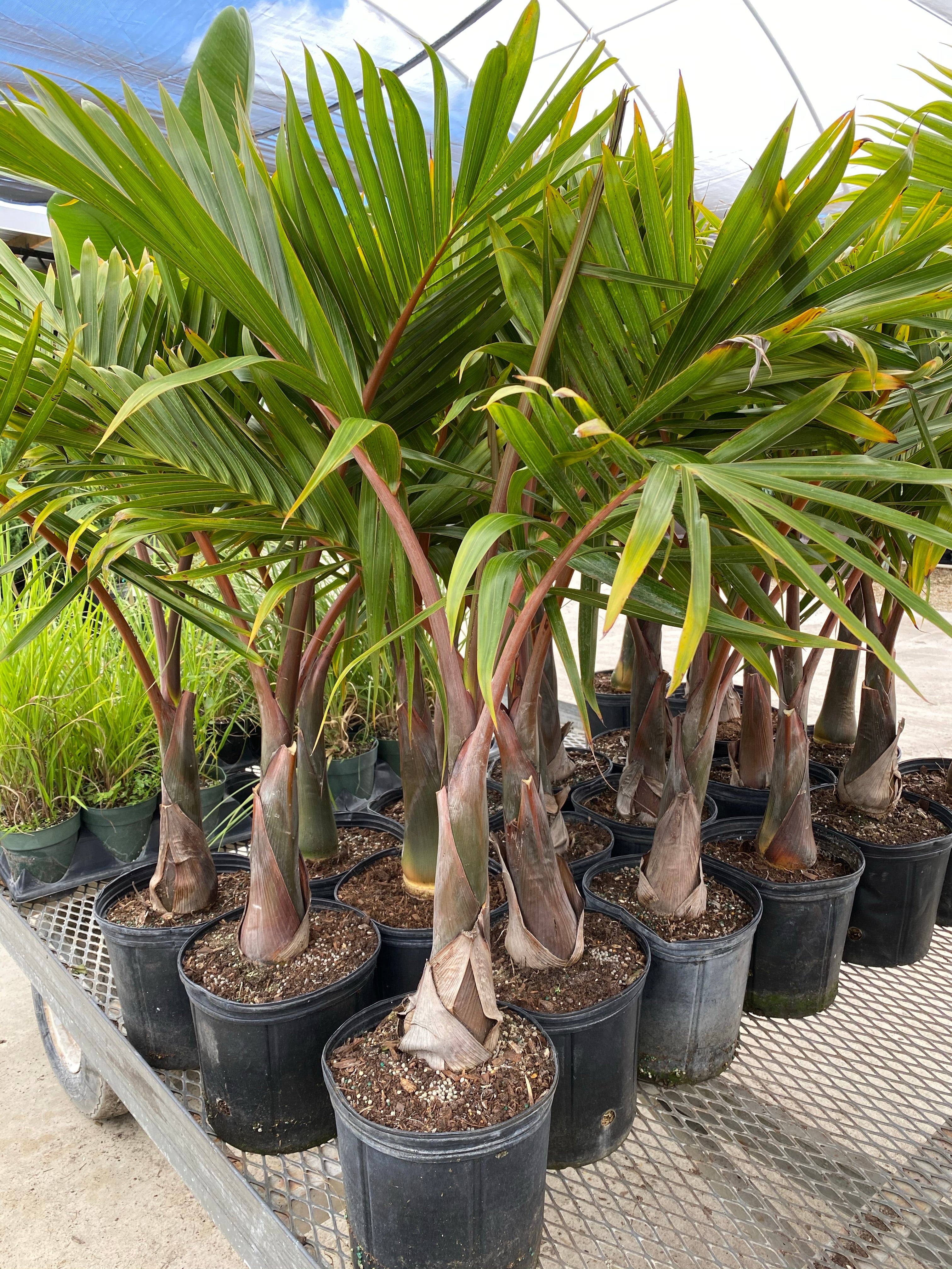 Cuban Bottle Palm, Colpothrinax wrightii, Palma Barrigona