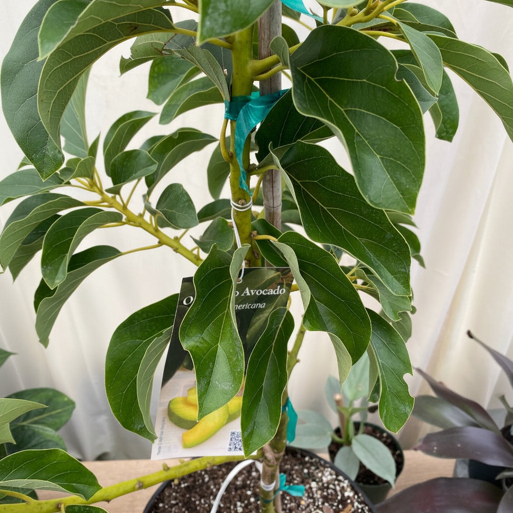 Young Simmonds Avocado (Persea Americana) fruit tree in a black nursery pot indoors.