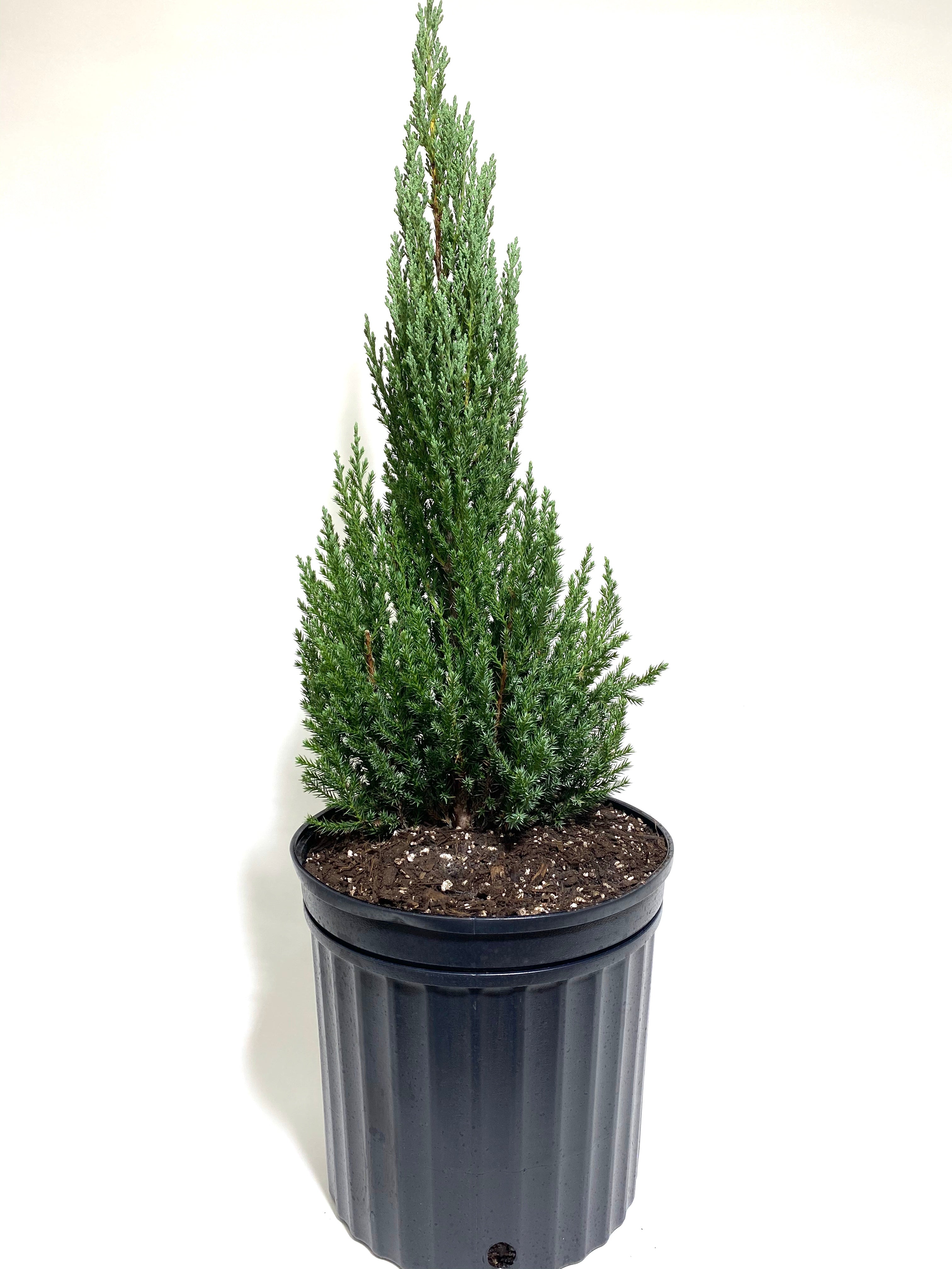 Blue Point Juniper, Juniperus Chinensis