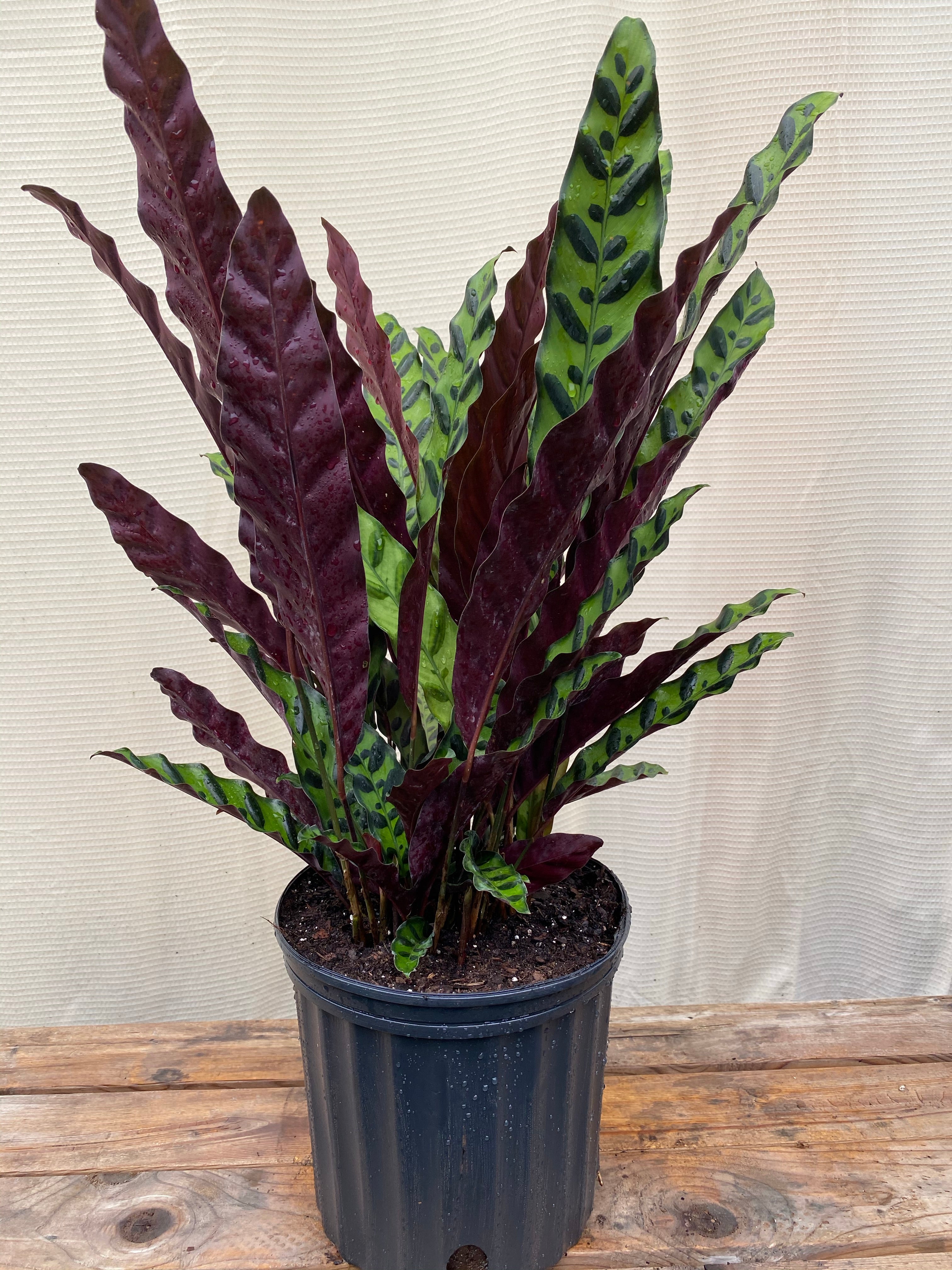 Calathea RattleSnake Prayer Plants front view