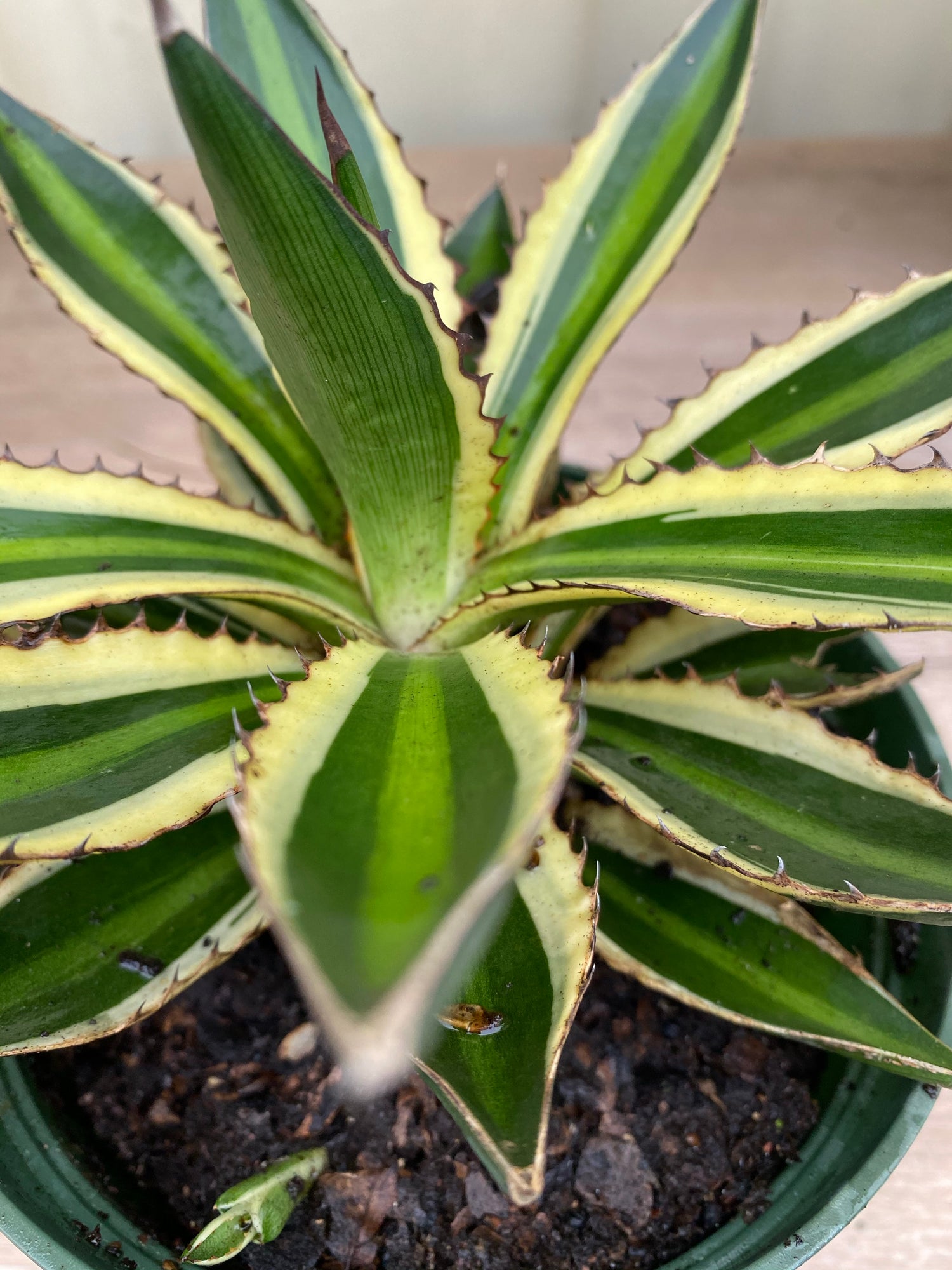 Agave lophantha &