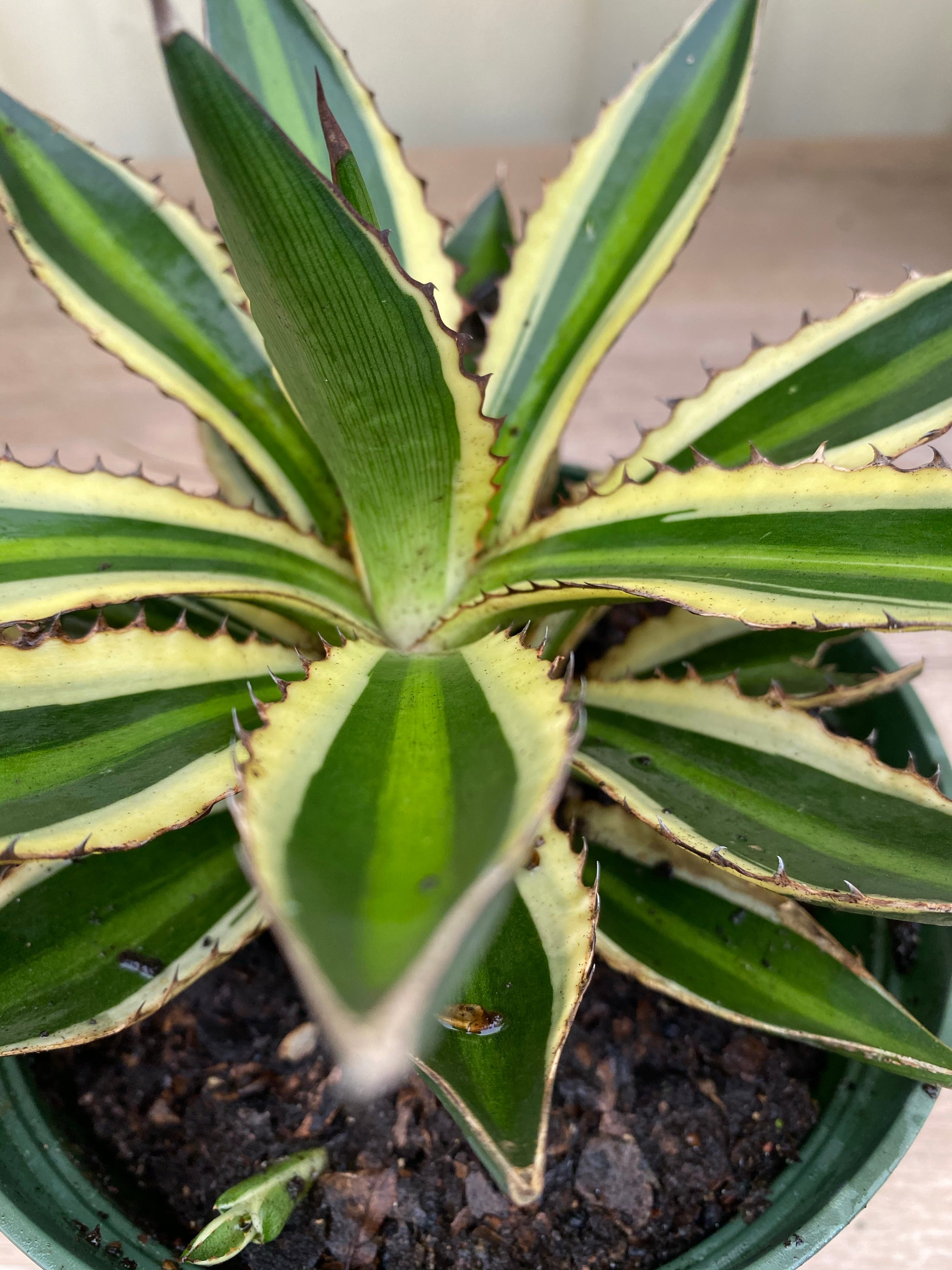 Agave lophantha &