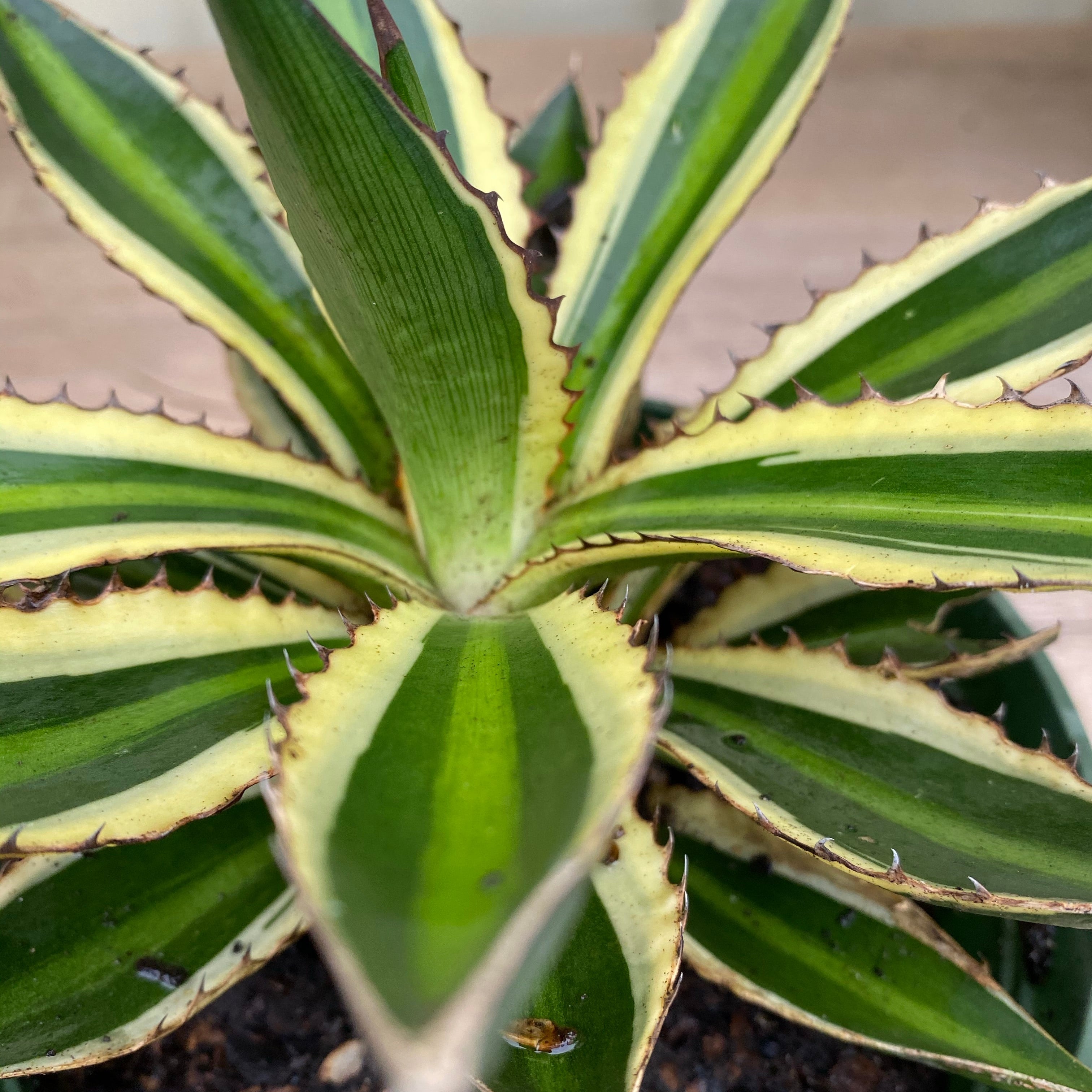Agave lophantha &