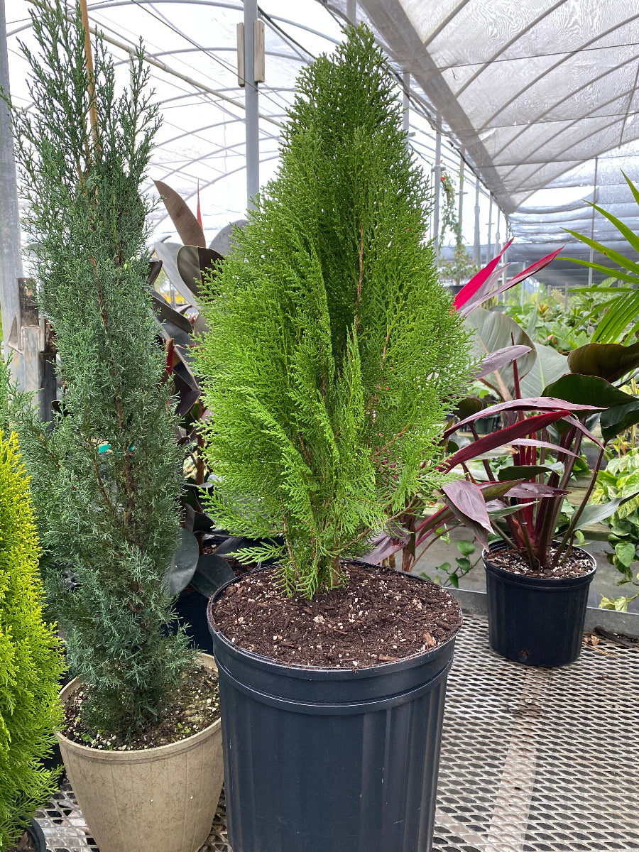 A potted Emerald Green Arborvitae