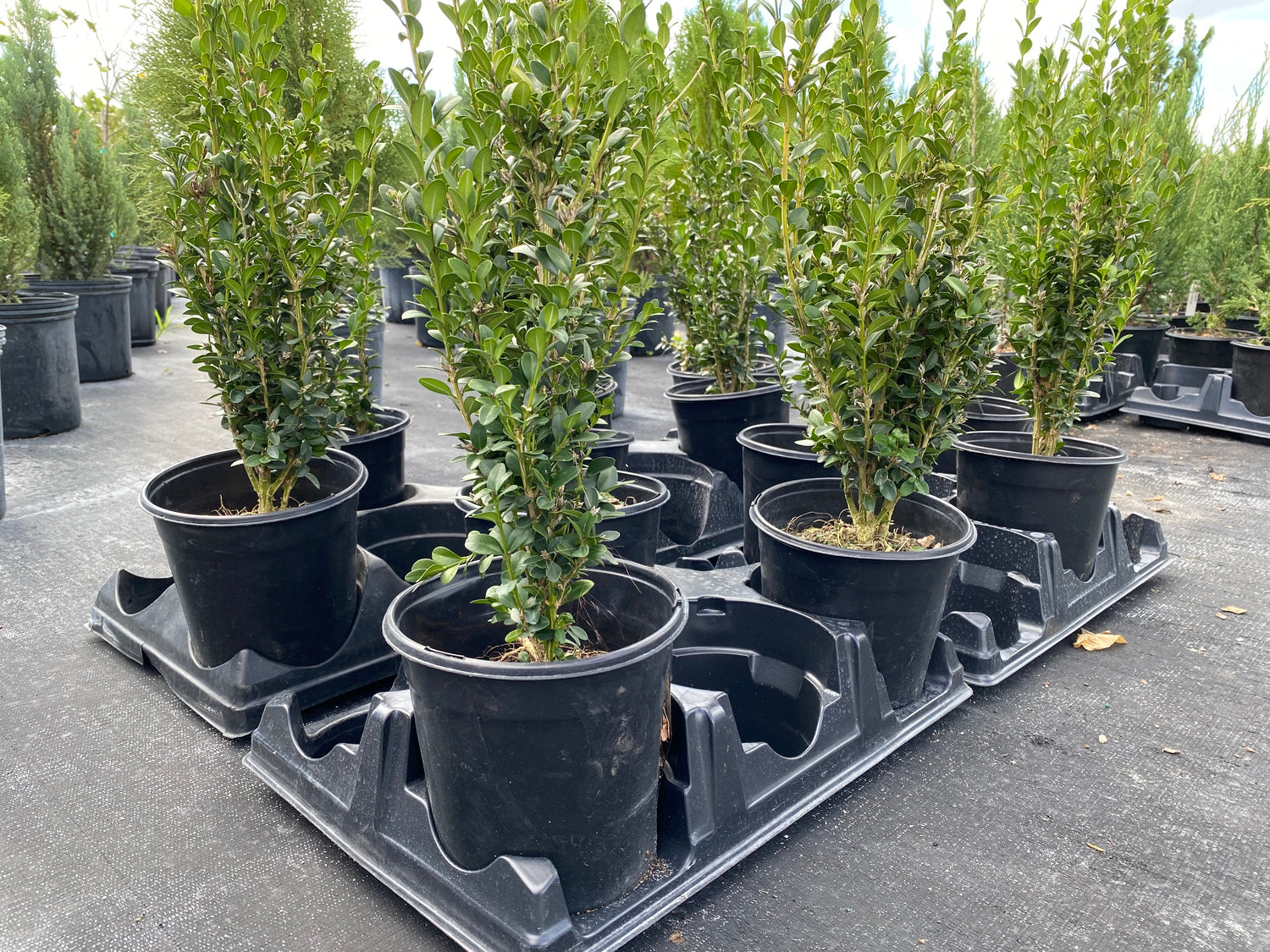 Green Mountain American Boxwood