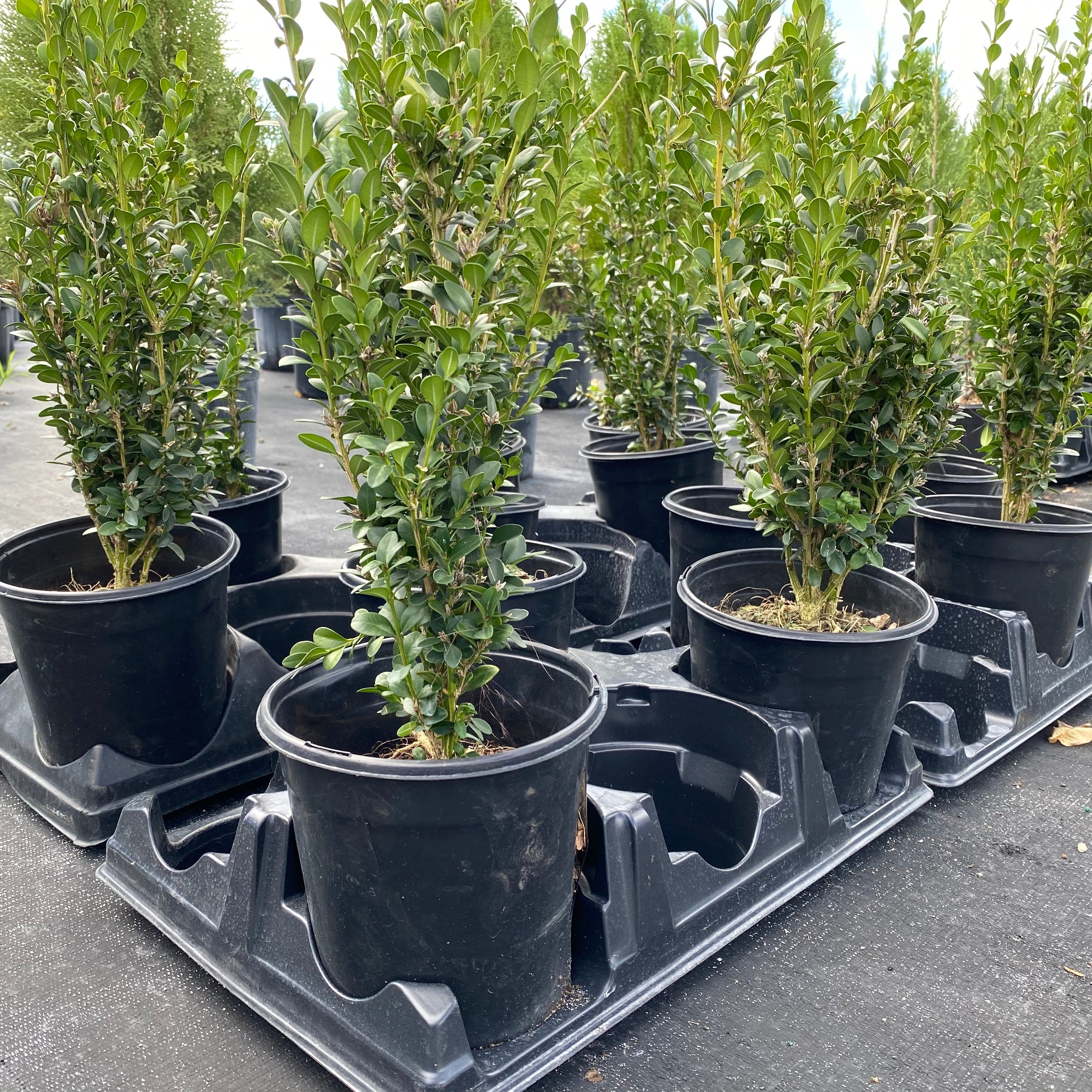 Green Mountain Boxwood Shrub, Located in the Nursery 1gal pot