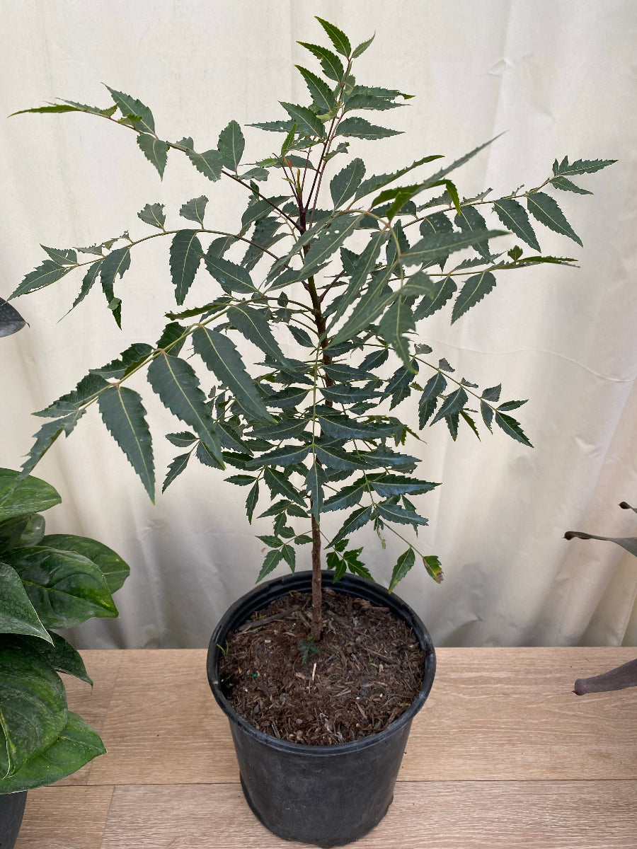 Young potted Neem tree (Indian Lilac) sapling in a black nursery pot.