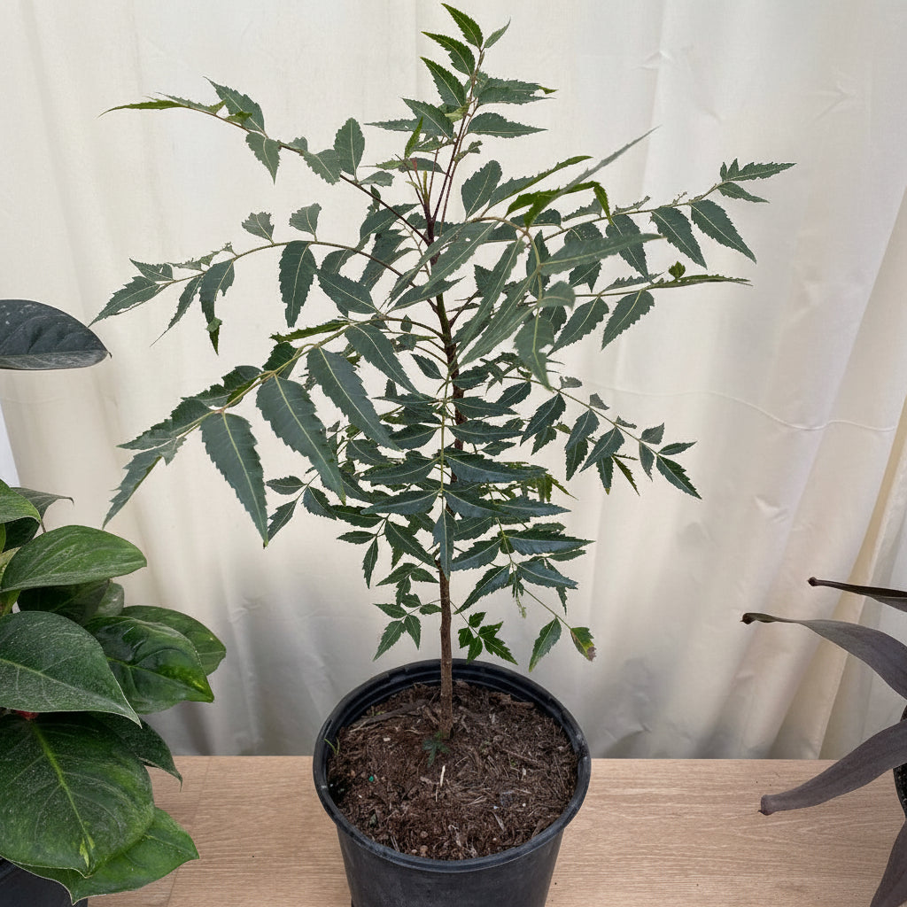 Young potted Neem tree (Indian Lilac) sapling in a black nursery pot.