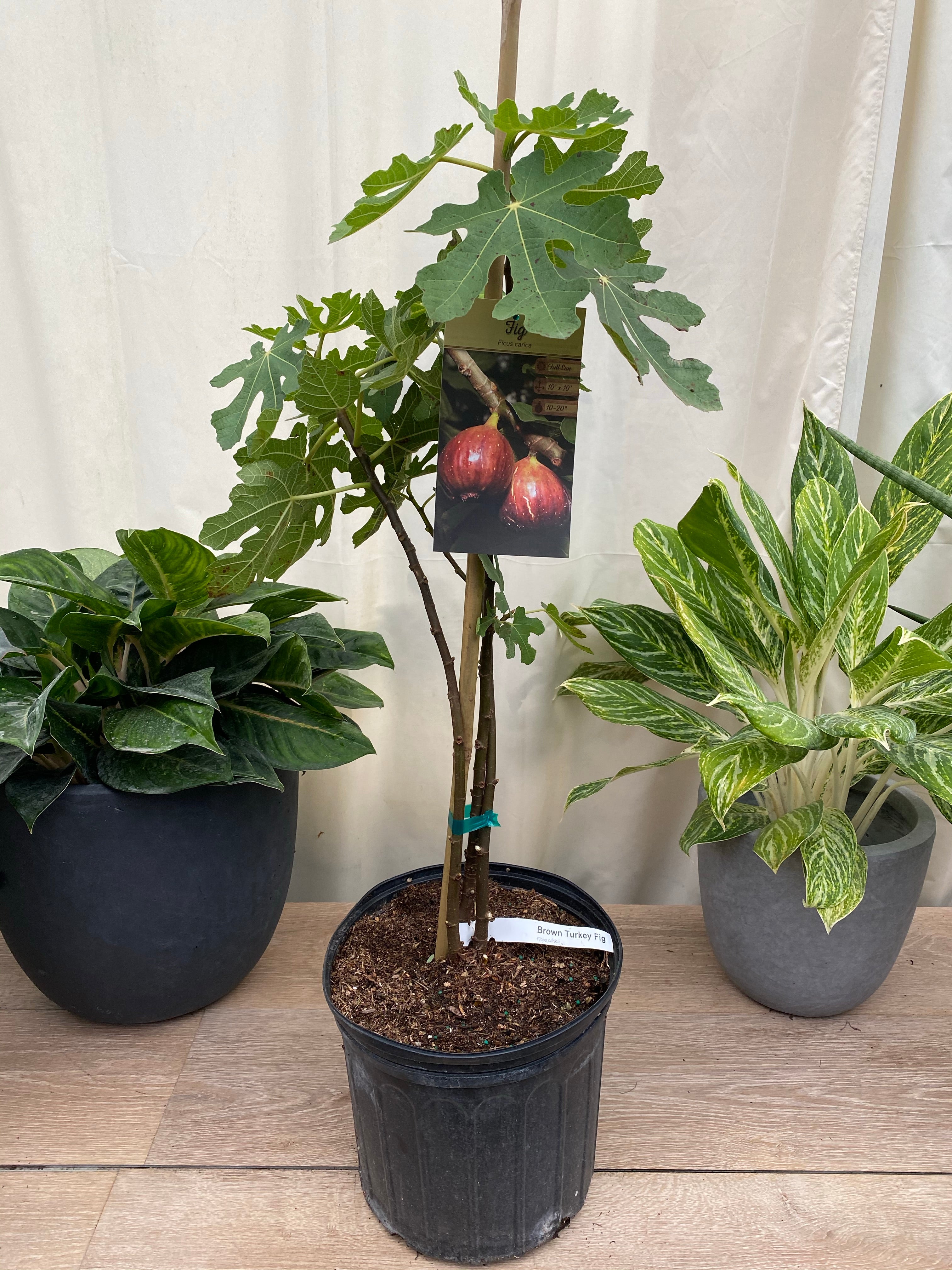 Fig Tree, Higo, Brown Turkey Fig Fruit, Ficus Carica in a pot
