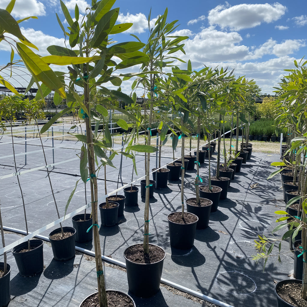 Young Yellow Trumpet Tree Tabebuia in a 5 gallon black nursery pot, featuring a slender, staked trunk and a developing canopy of vibrant green foliage, standing in an outdoor nursery row on black landscaping fabric under a bright, partly cloudy sky, showcasing its steady growth and potential to become a spectacular spring-blooming focal point.