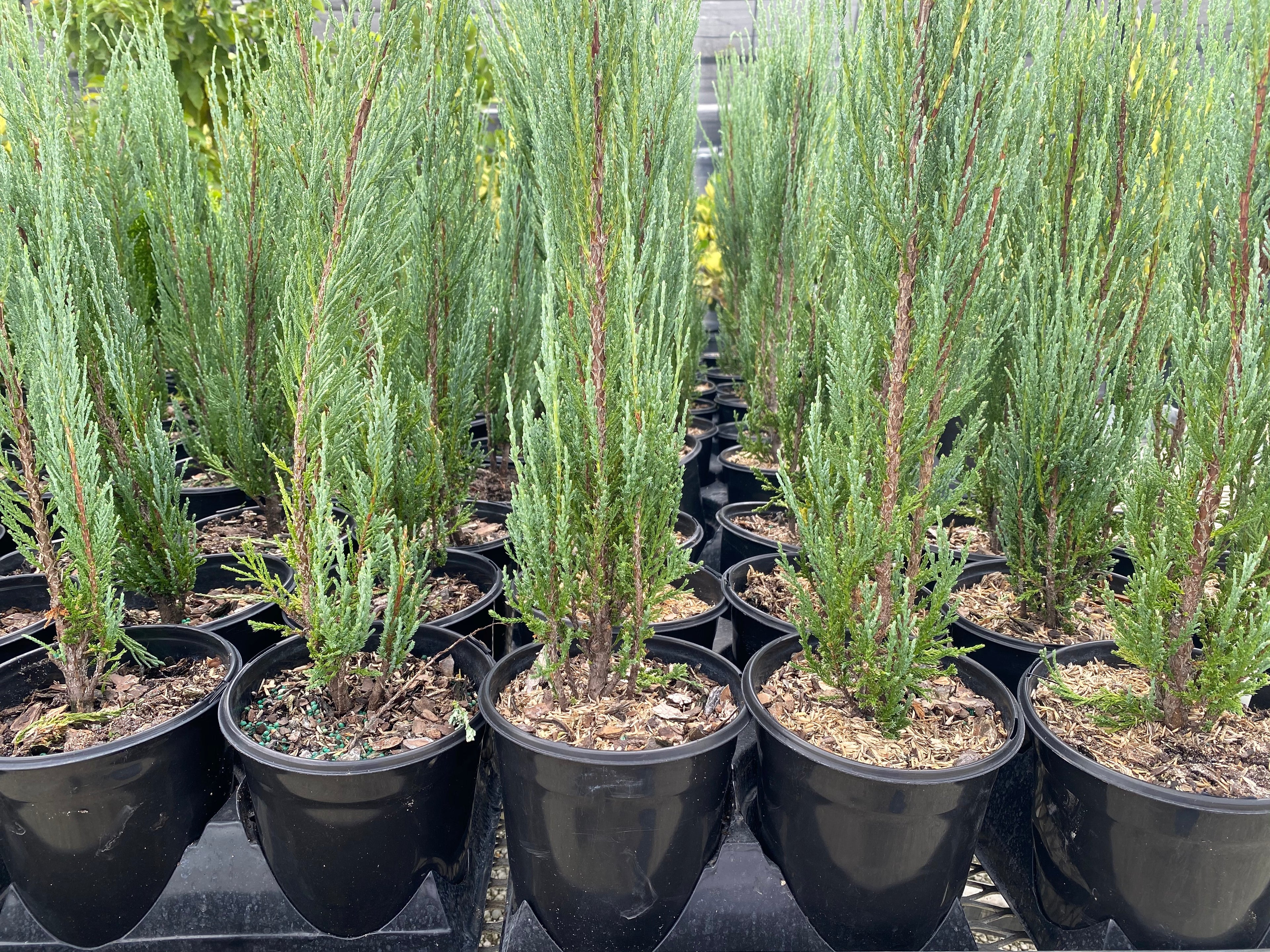 multiple Skyrocket Juniper Tree Rocky Mountain in multiple pots