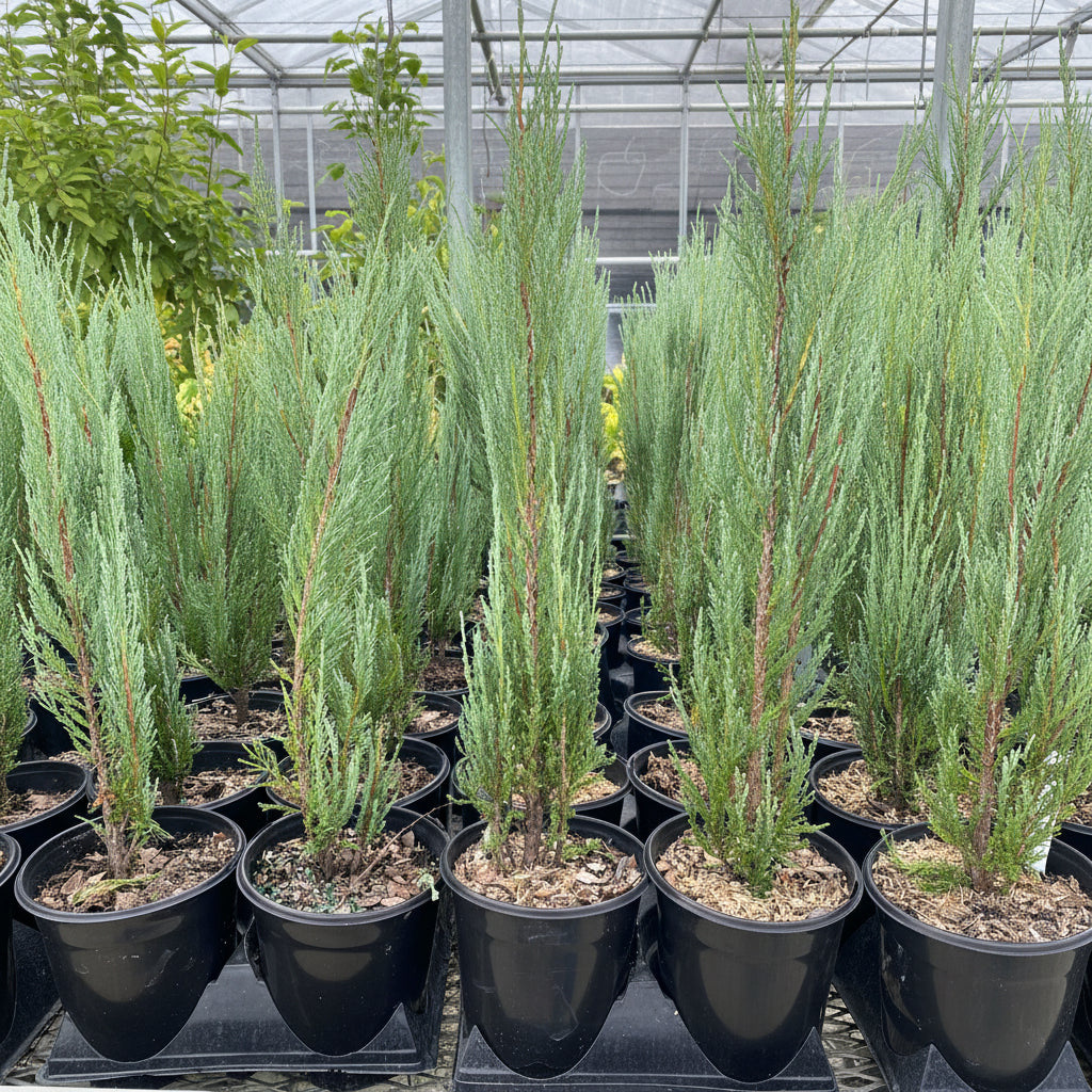 multiple Juniper Tree Rocky Mountain in multiple pots