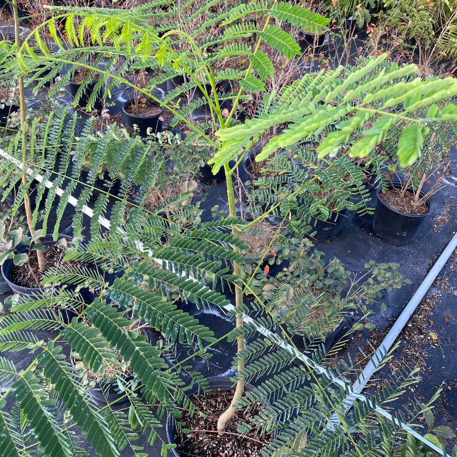 Young Royal Poinciana Flamboyant Tree in a 3 gallon nursery pot, featuring lush, fern-like feathery green foliage and a slender trunk, standing in an outdoor nursery setting on black landscaping fabric, showcasing its early growth and potential to become a magnificent shade tree and grand landscape centerpiece.