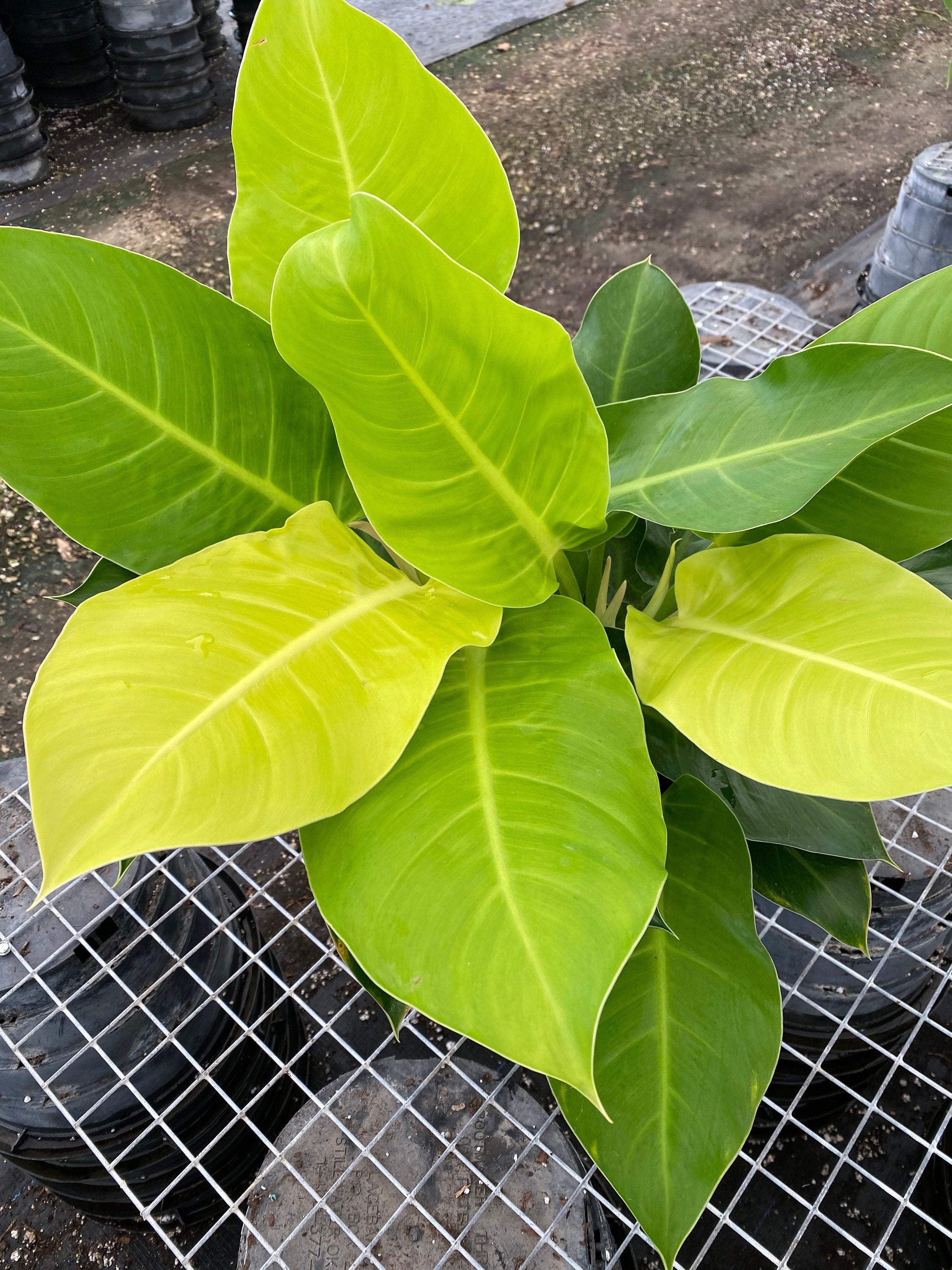 upper view of Philodendron Moonlight, Natures Way