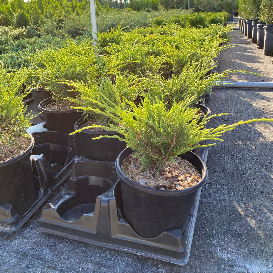 A potted Old Gold Juniper shrub.