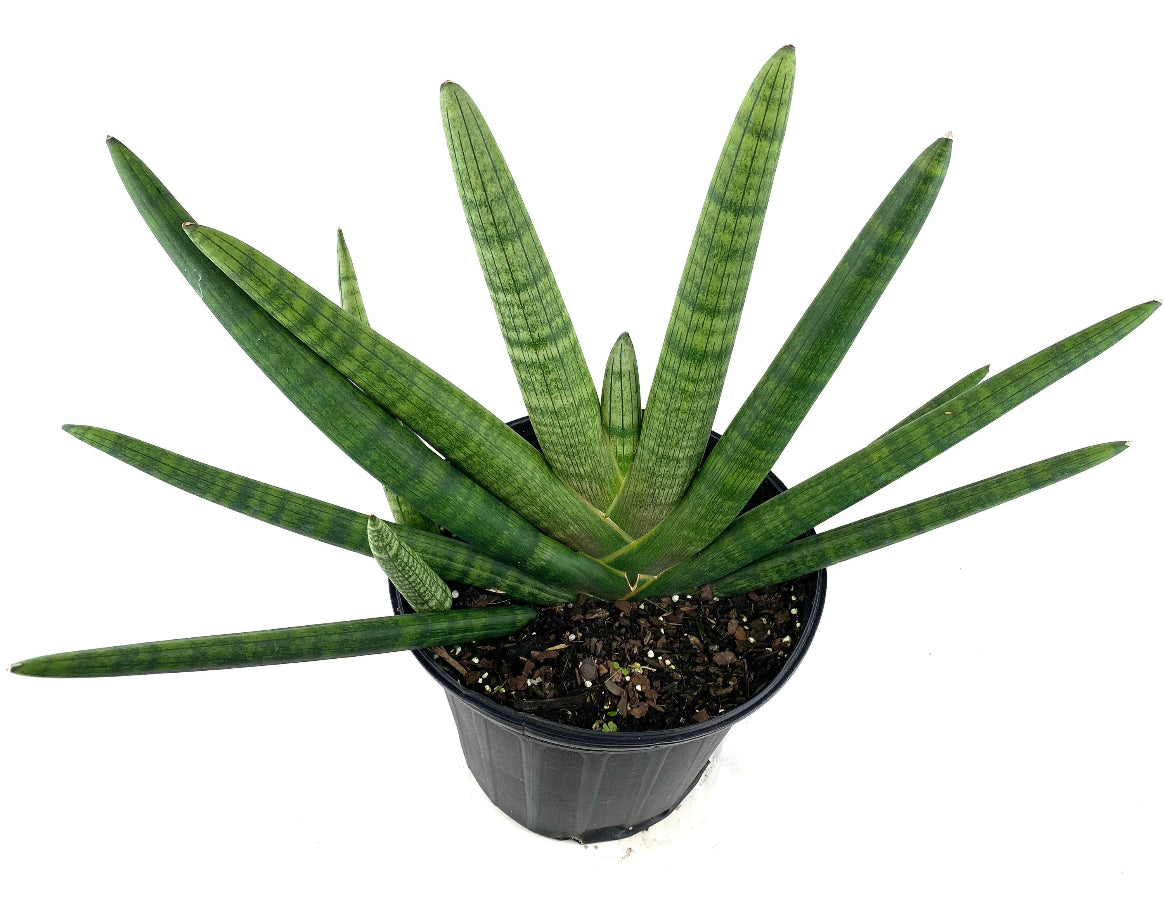 A potted Sansevieria Starfish