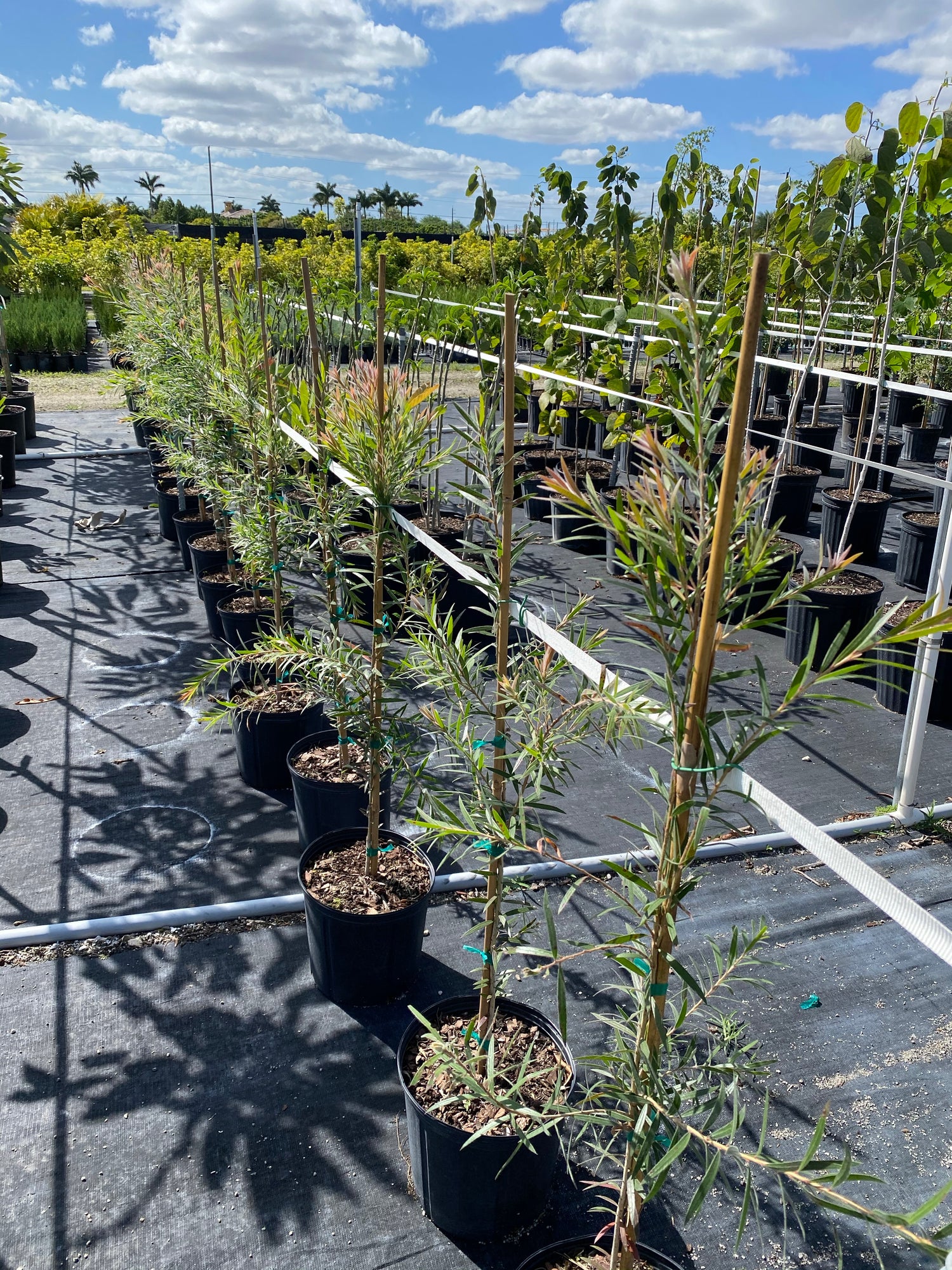 Bottlebrush Tree, Callistemon &
