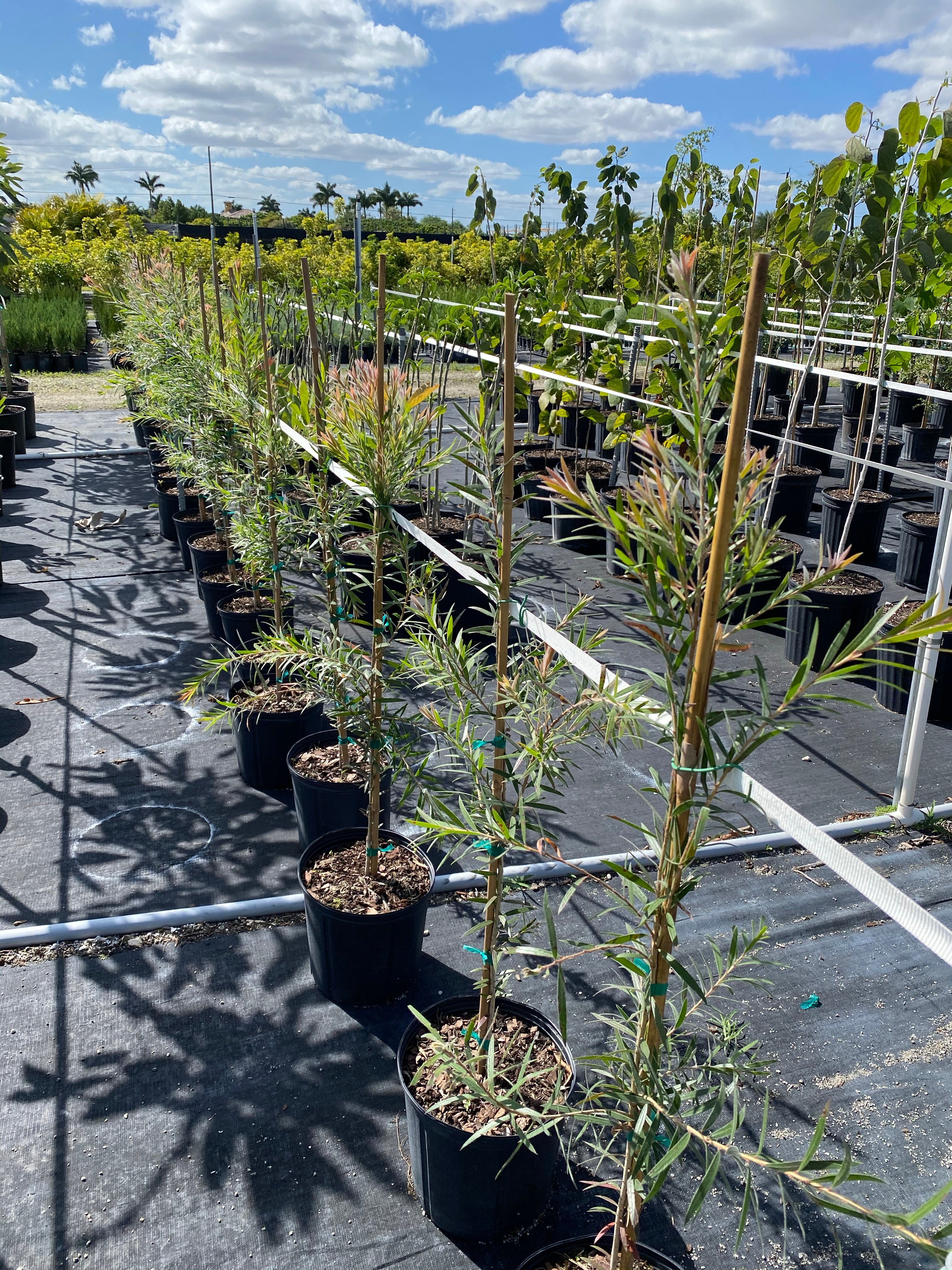 Bottlebrush Tree, Callistemon &