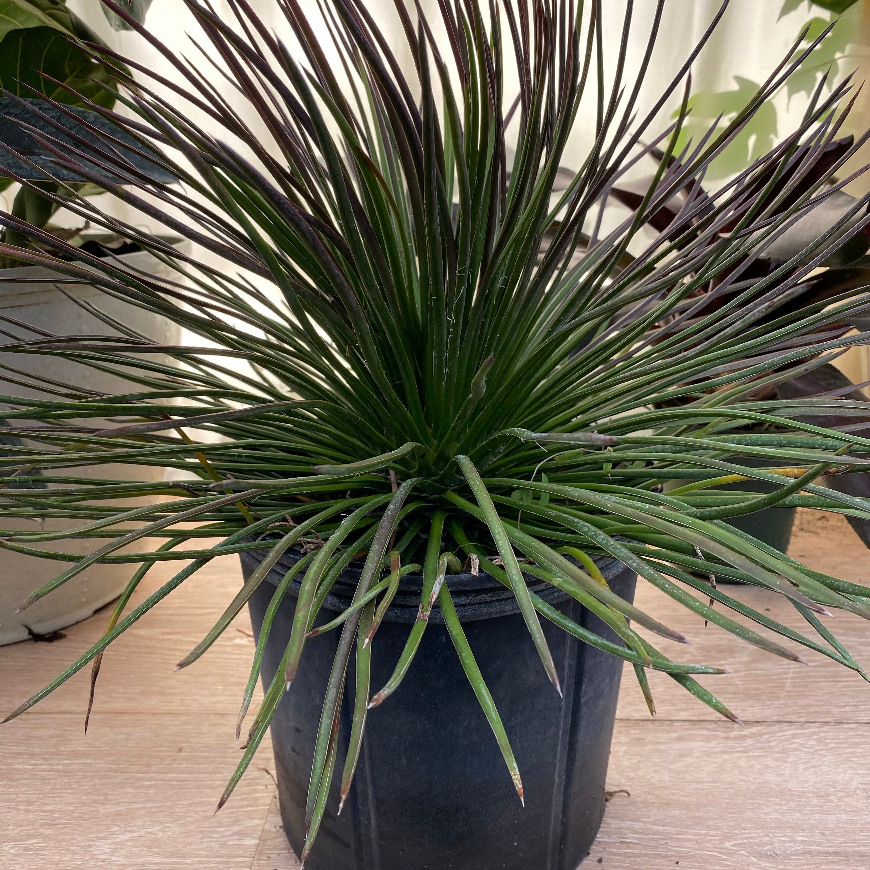 A compact Agave Geminiflora plant with needle-like leaves and copper tips, forming a neat globe shape, potted in nursery pot 2gal