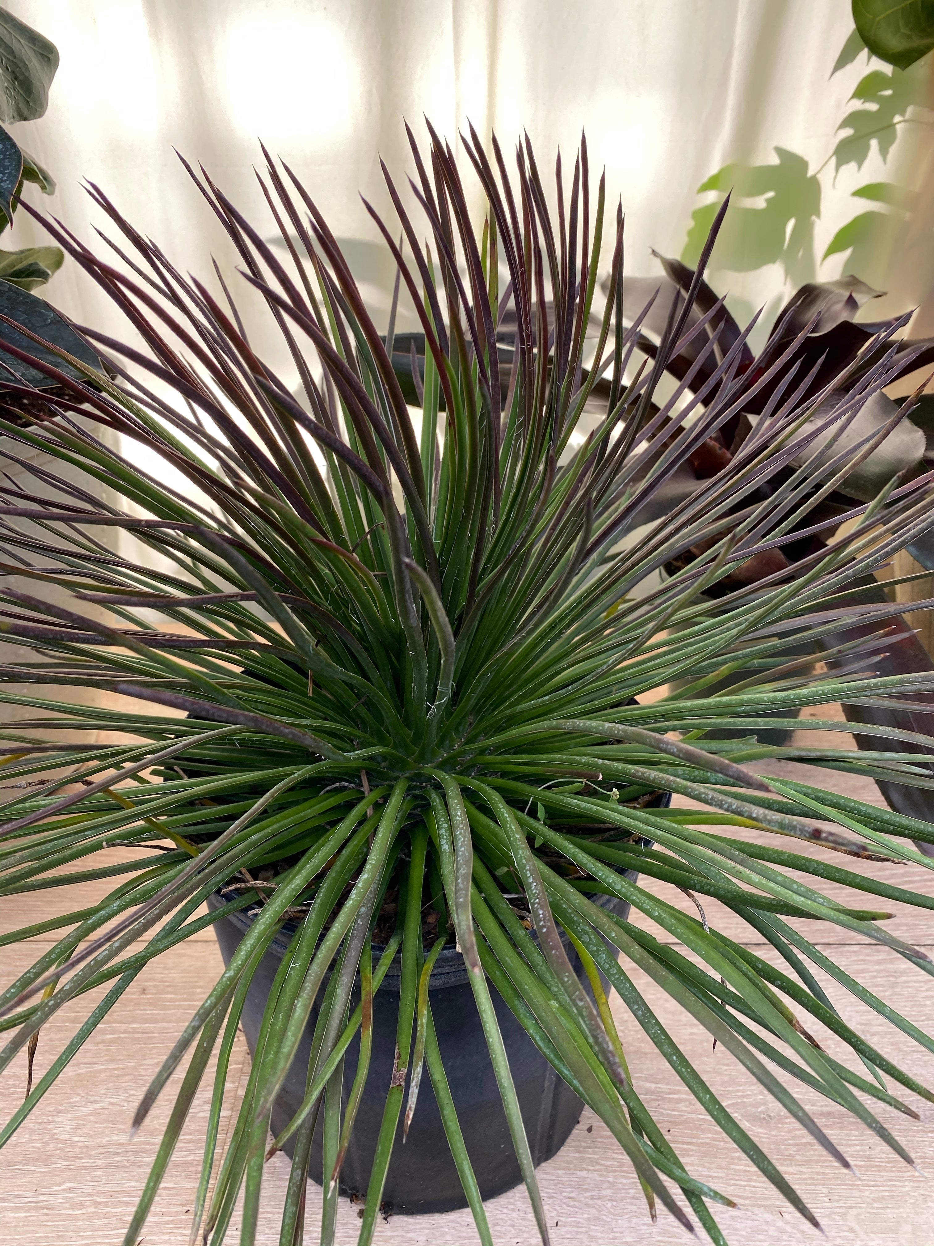 Agave Geminiflora Twin Flower