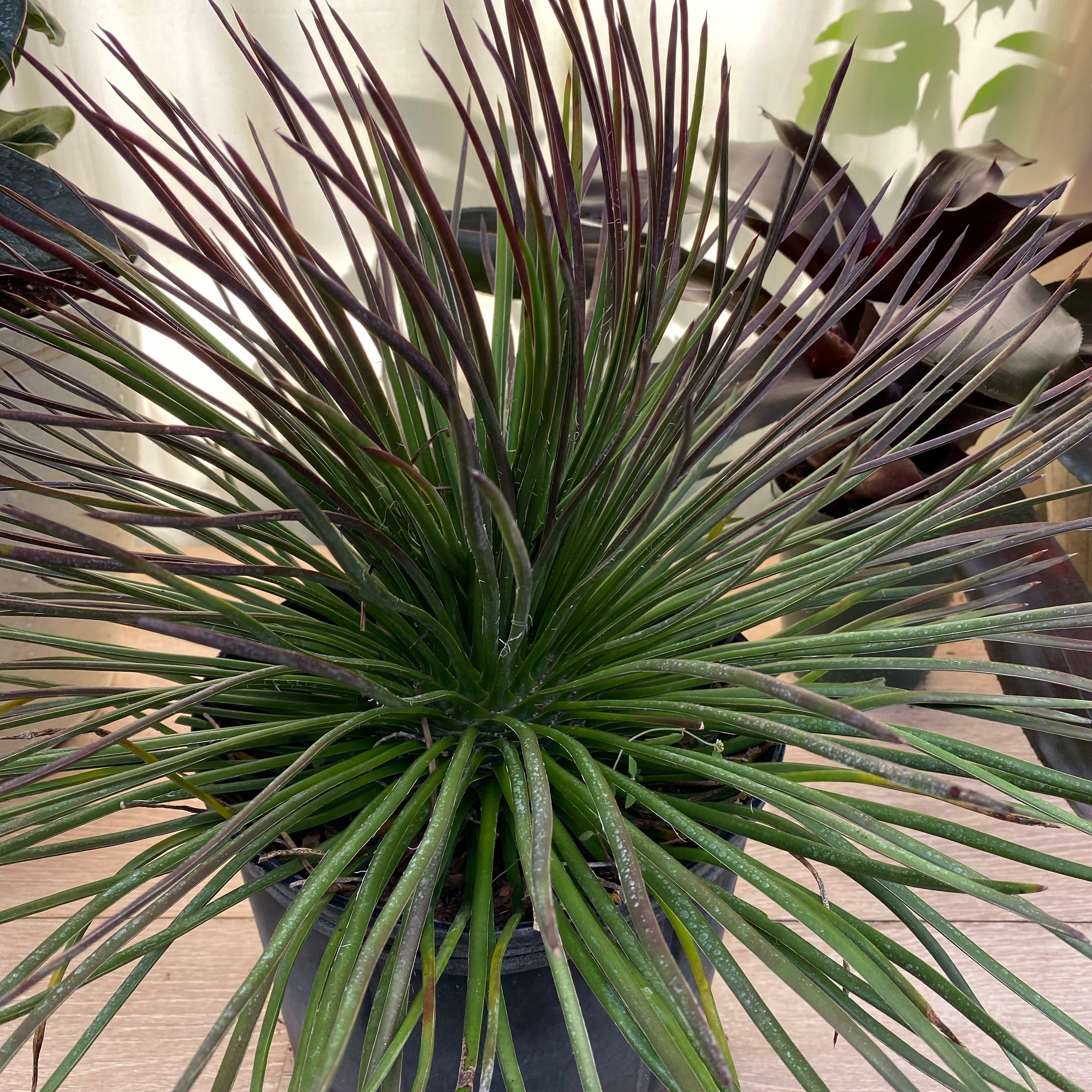 A compact Agave Geminiflora plant with needle-like leaves and copper tips, forming a neat globe shape. 2gal Nursery Pot 2-3ft High.