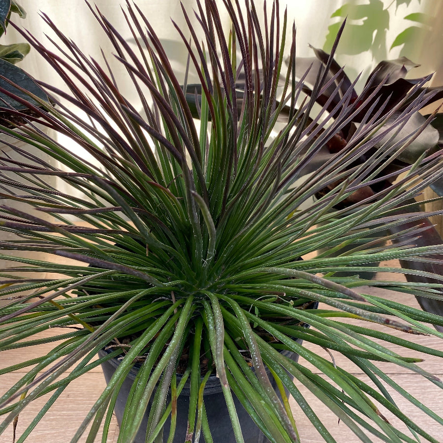 A compact Agave Geminiflora plant with needle-like leaves and copper tips, forming a neat globe shape. 2gal Nursery Pot 2-3ft High.