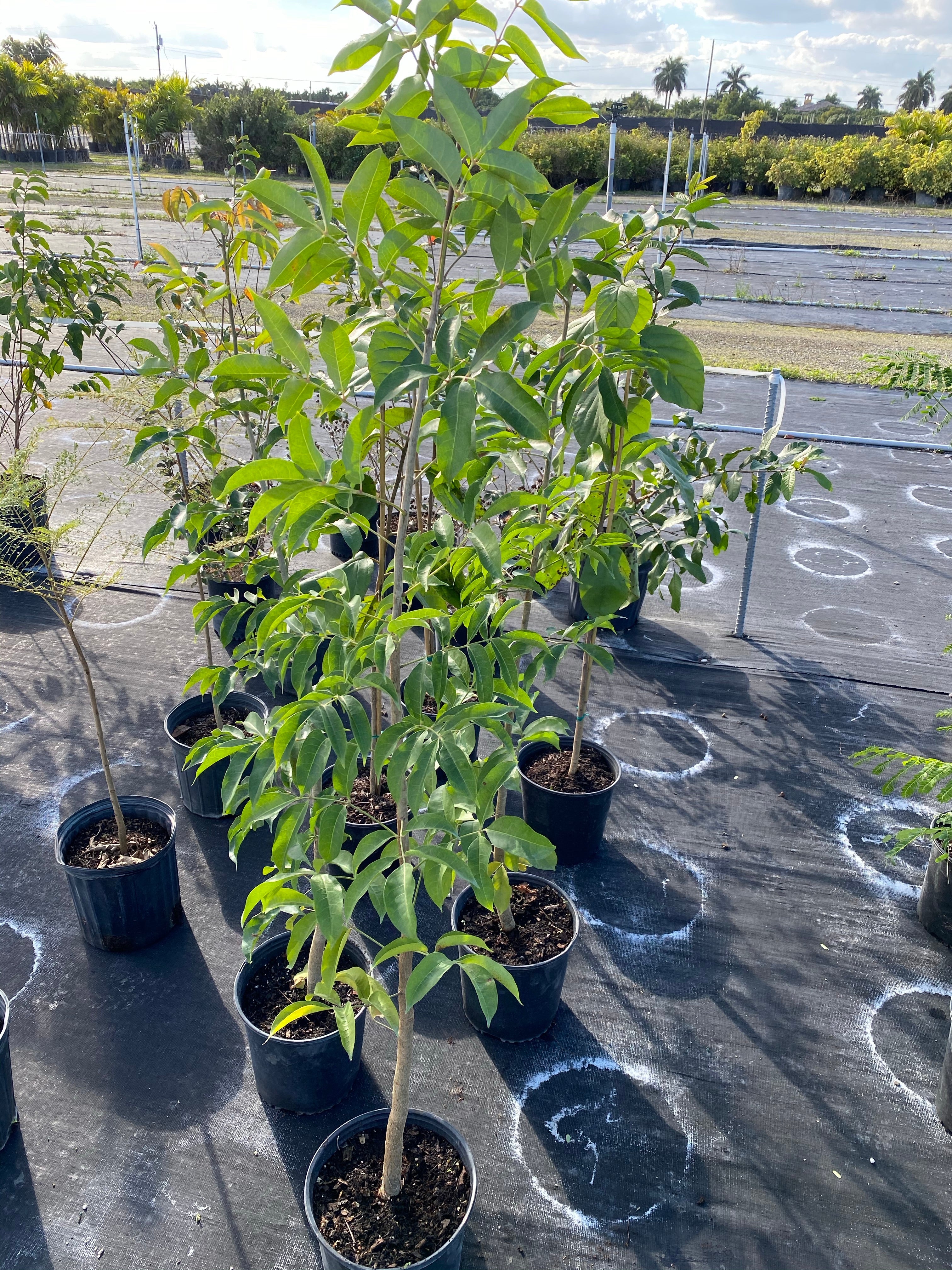 Mahogany Tree, Swietenia mahagoni in multiple pots