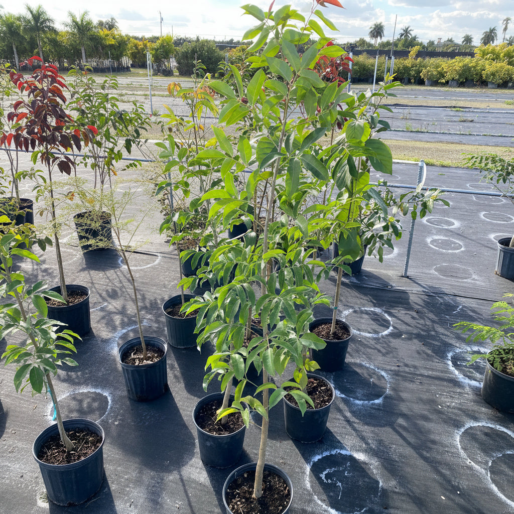 Mahogany Tree, Swietenia mahagoni in multiple pots