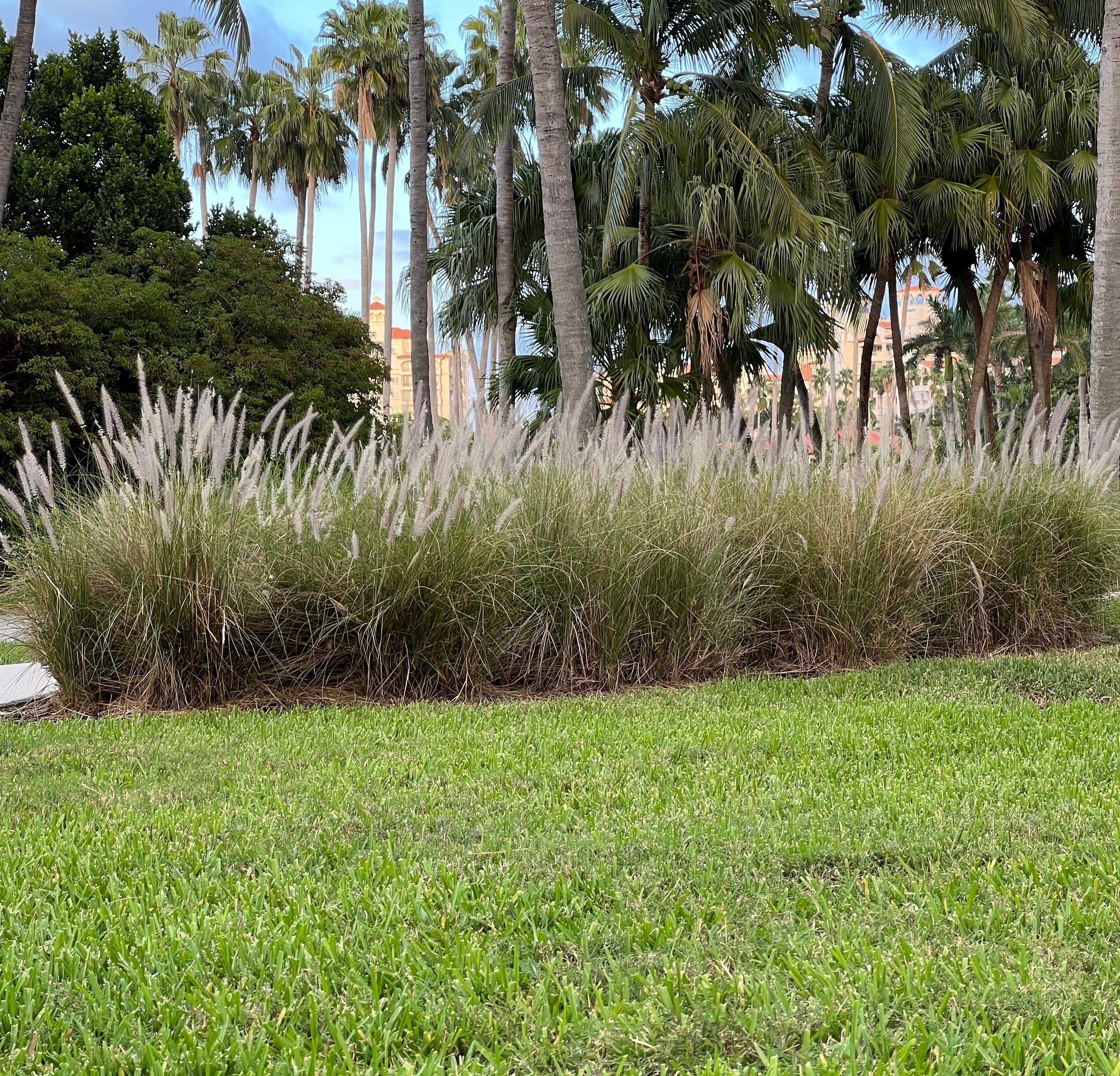 White Fountain Grass