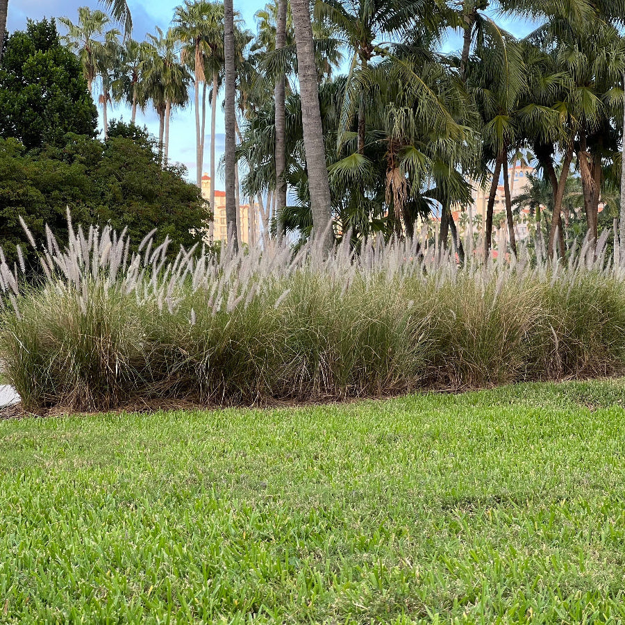 White Fountain Grass, Pennisetum Setaceum plqnted in ground