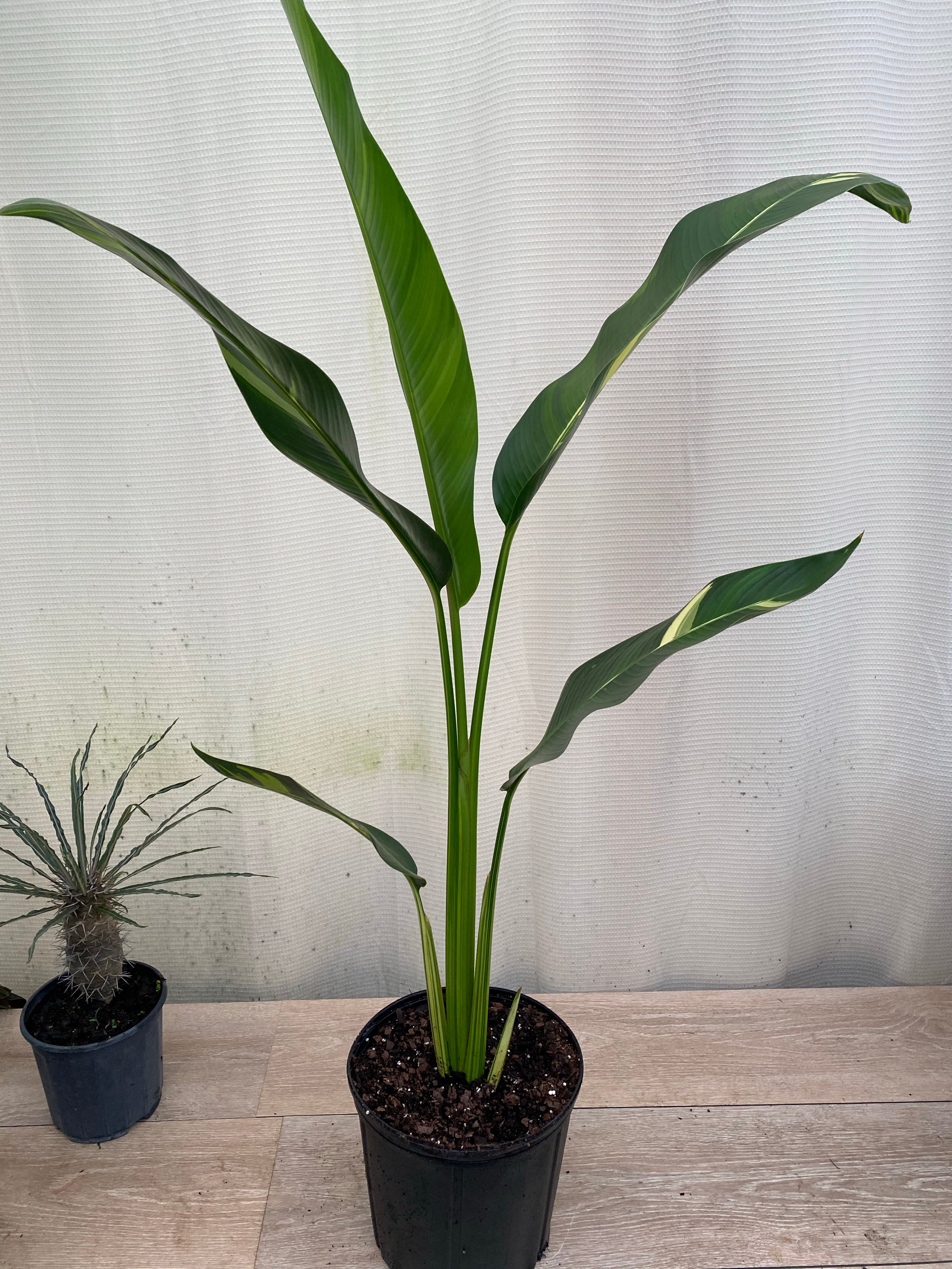 False Variegated Bird of Paradise Tree, Rare and Exotic in a black pot