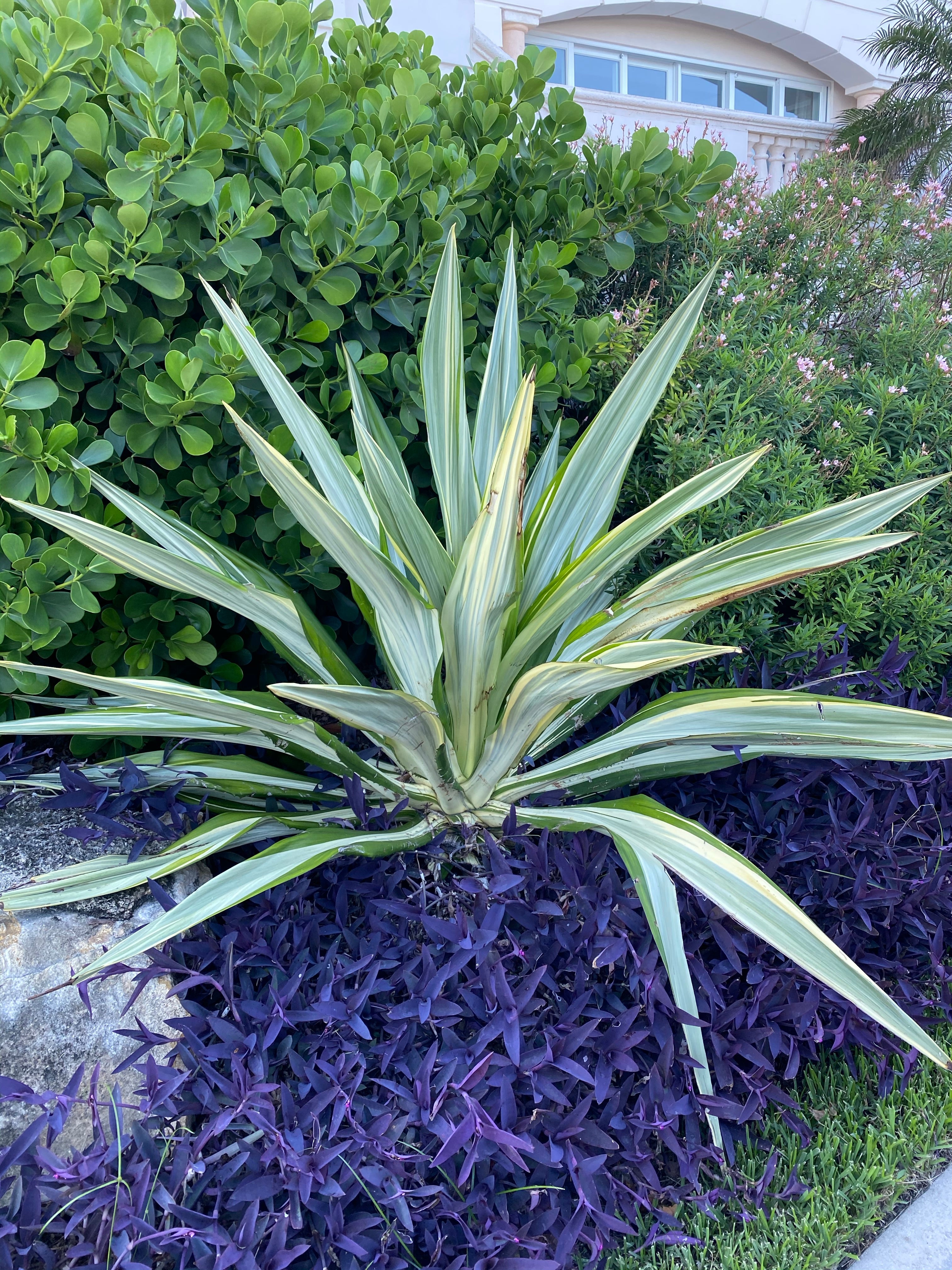 front view of False Agave, Variegated Agave