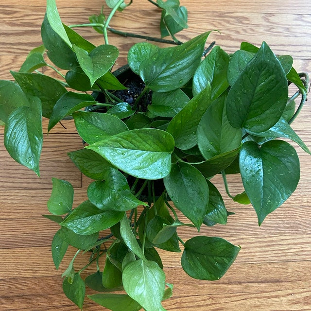 upper view of Jade Pothos in Hanging Basket, Epipremnum Aureum Jade