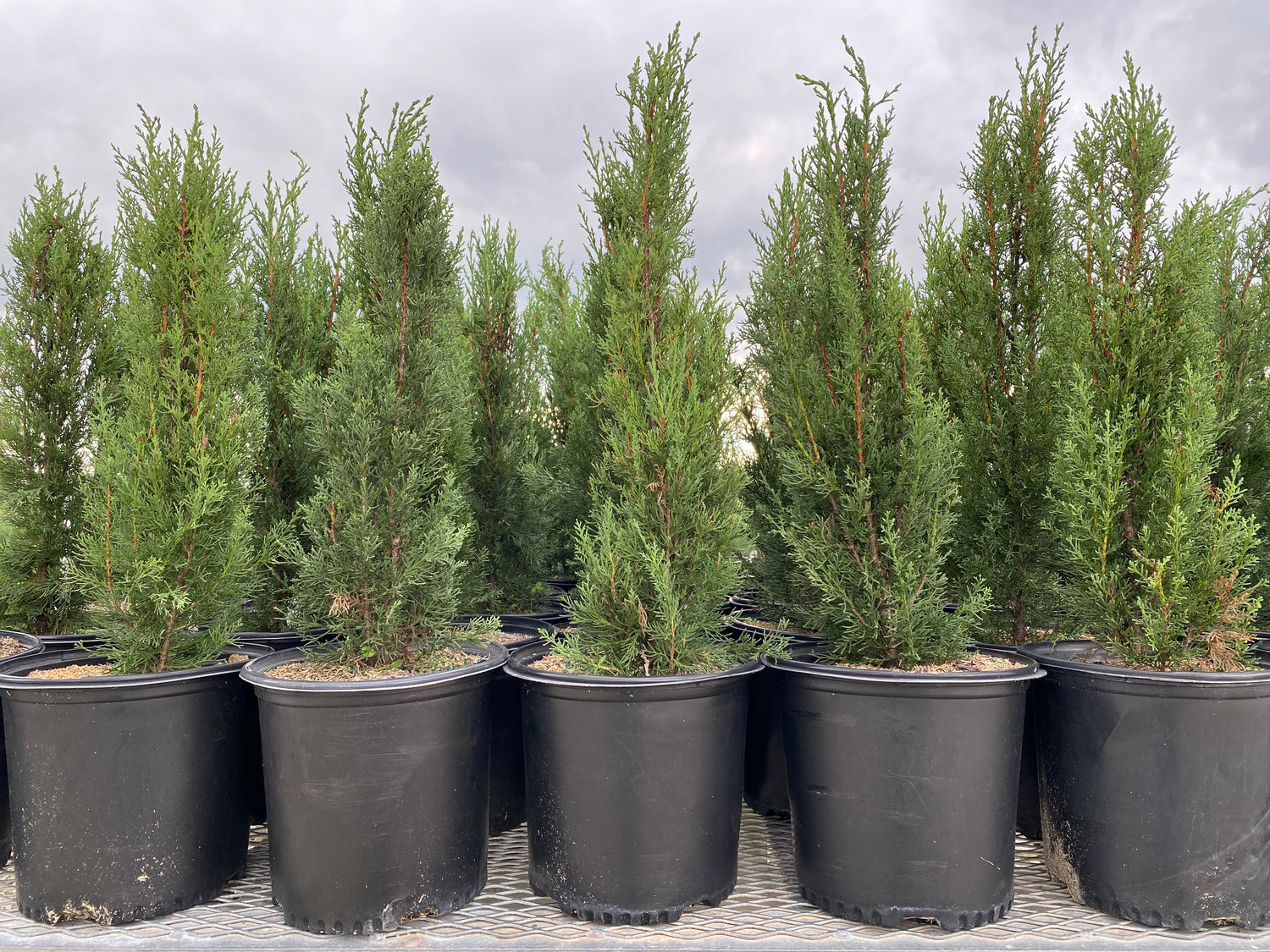 Italian Cypress, Mediterranean Cypress