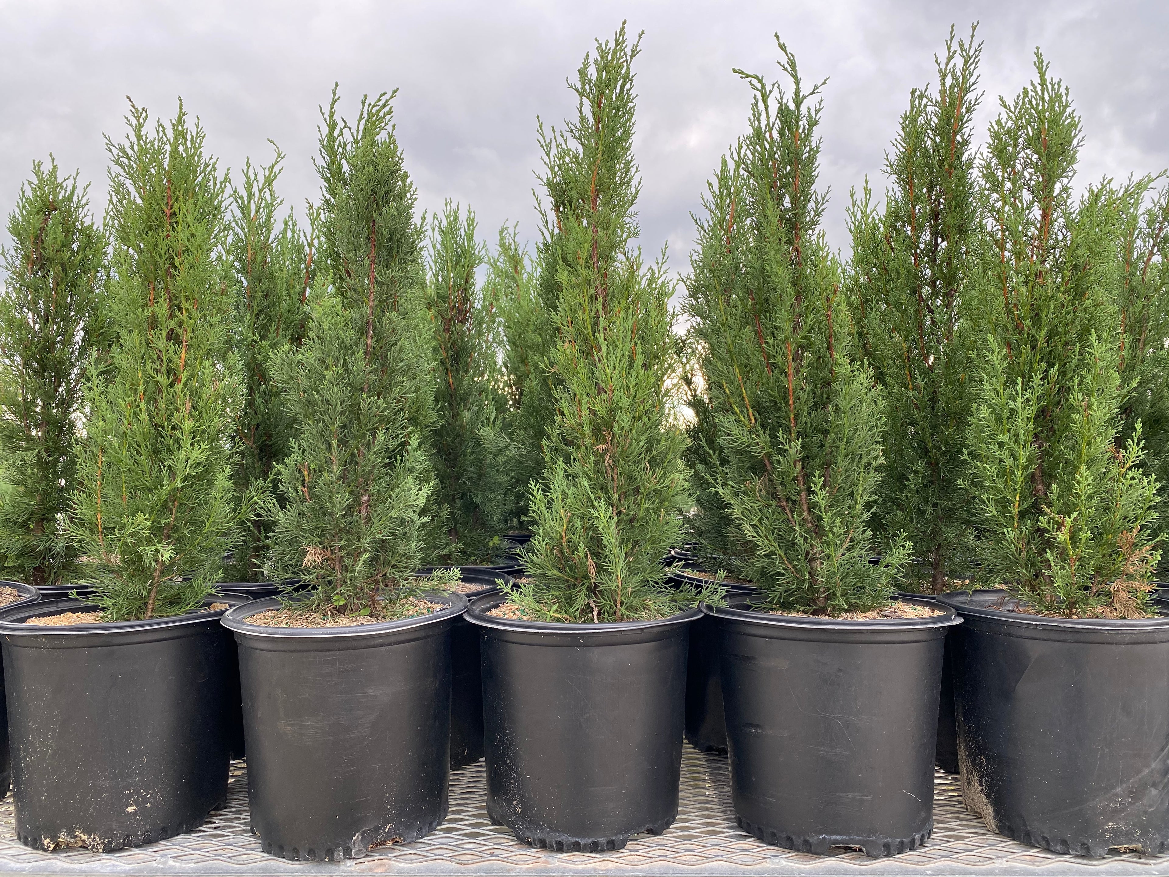 Italian Cypress, Mediterranean Cypress